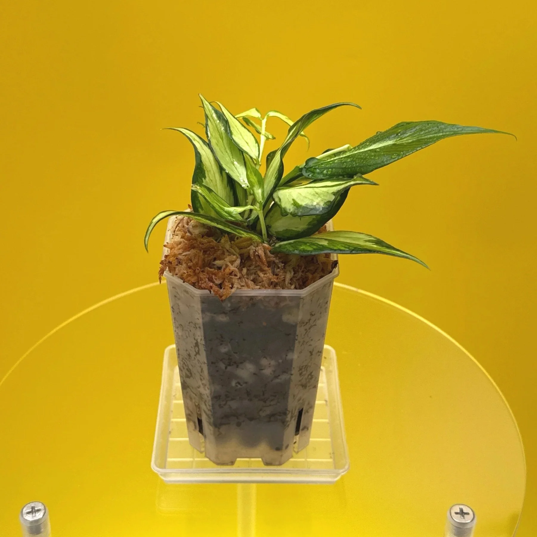 Hoya Polyneura Albomarginata Inner Variegated multi-planted in Small Square Clear Pot for sale | Shop Rare Variegated Hoya Houseplants in Sydney, Australia | Melty Plants E-Store, Online