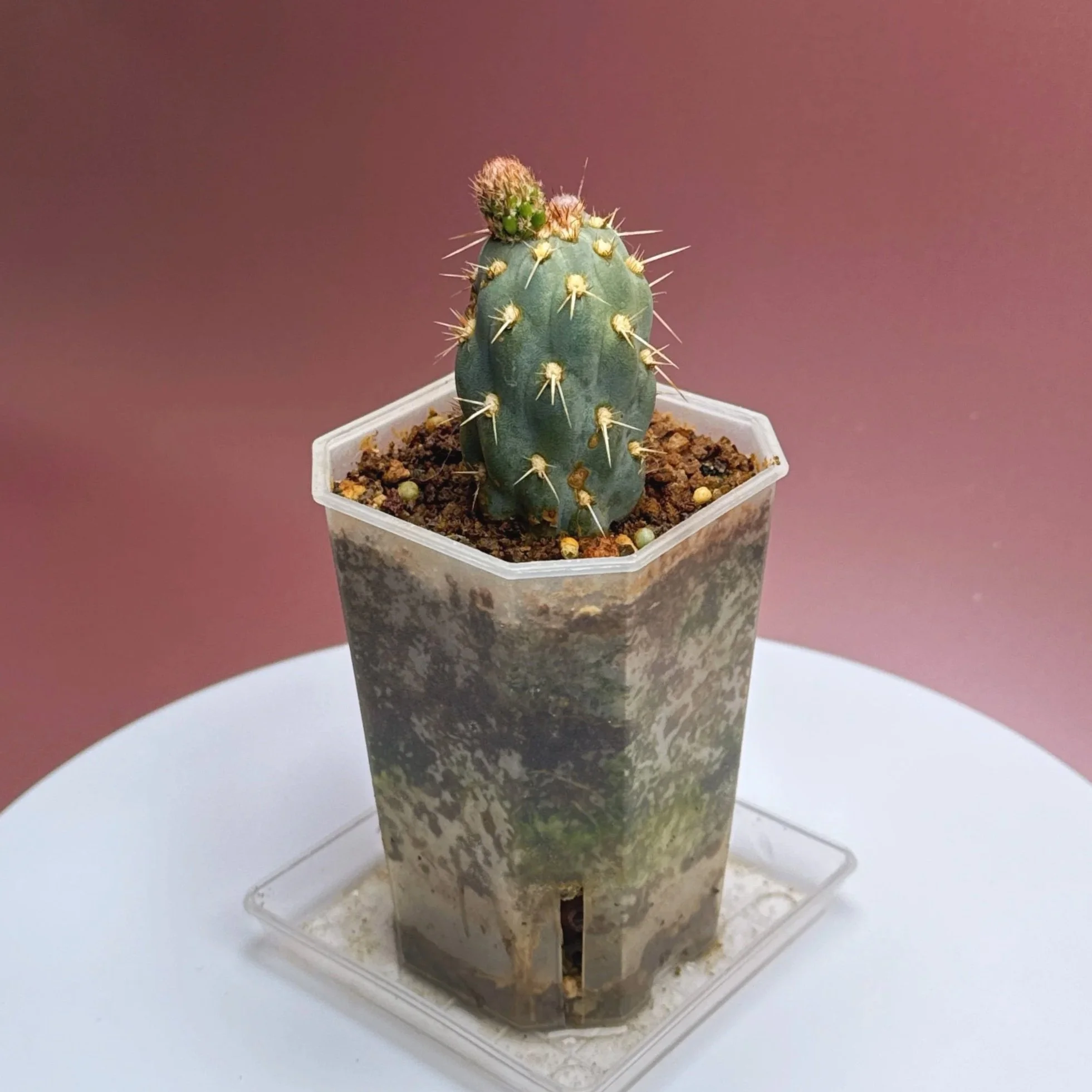 CACTUS Miqueliopuntia Miquelii | Rare Collector Plant Specialists | Melty Plants Australia