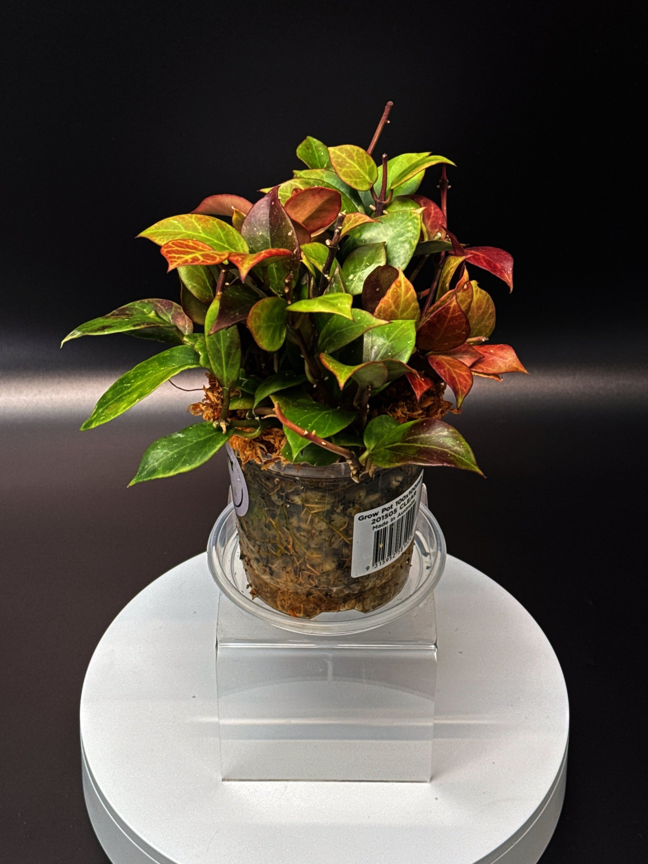 Medium Hoya Sunrise multi-planted in 100mm Clear Pot for sale | Shop Rare Hoya Houseplants in Sydney, Australia | Melty Plants E-Store, Online