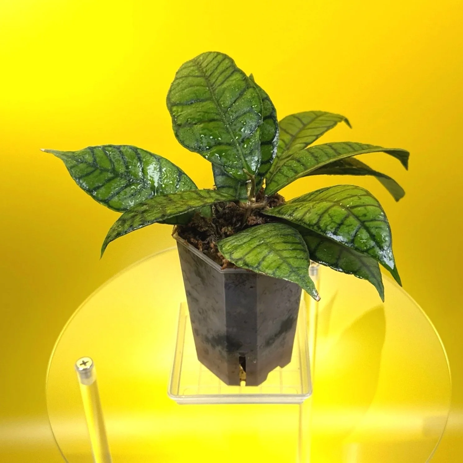 Hoya Callistophylla sp. Kalimantan 'Short Leaf' Plant