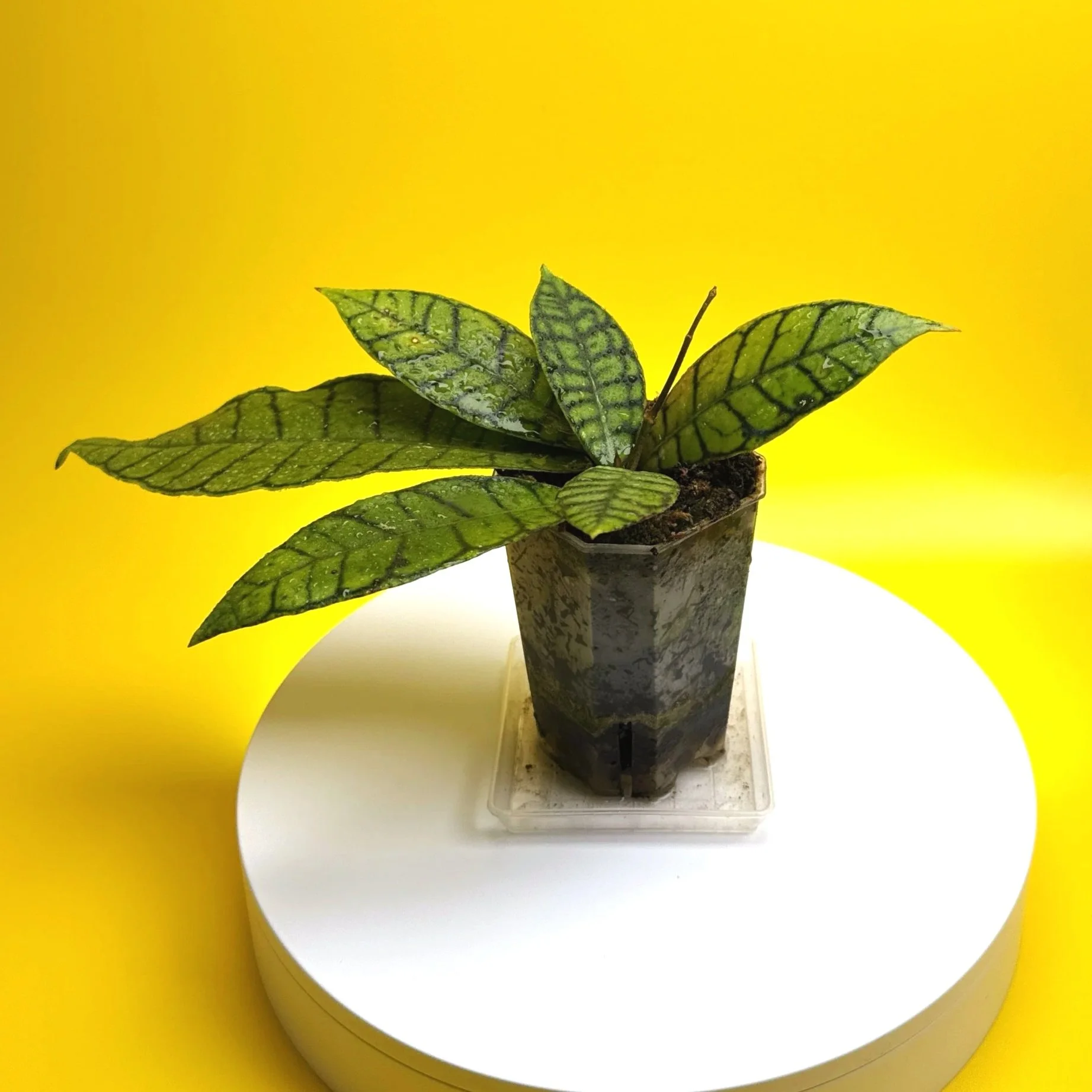 Hoya Callistophylla sp. Kalimantan | Shop Rare Hoya Plants in Sydney, Australia | Melty Plants Australia E-Store, Online