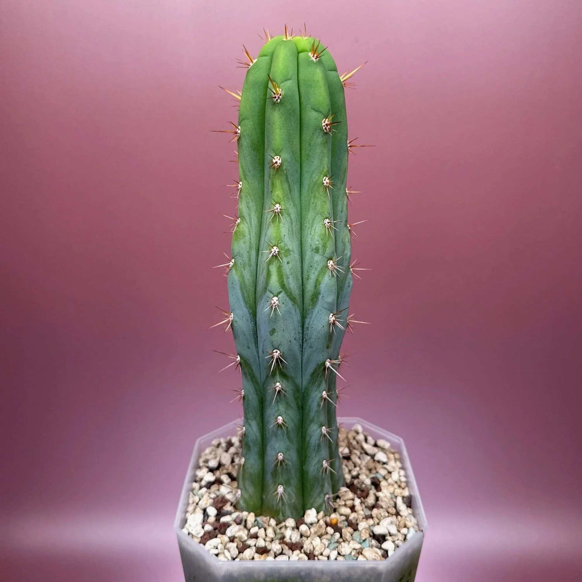 Cactus Trichocereus Peruvianus 'Len x Sharxx Blue' - Frosty | Shop Rare Frosty Blue Cacti in Sydney, Australia | Melty Plants E-Store, Online