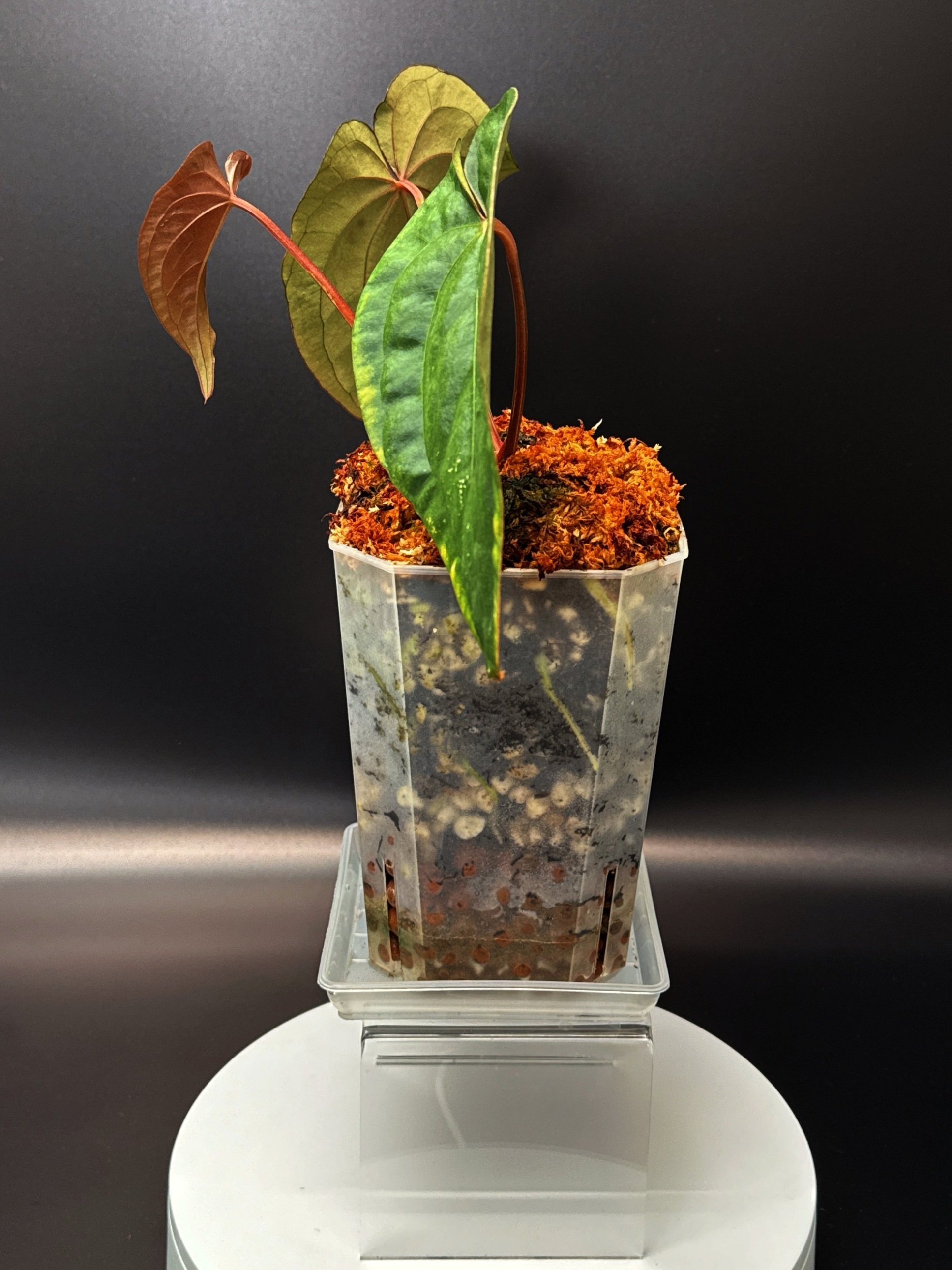ANTHURIUM RNK027 (Forgetii x Dark Papillilaminum) x (Midnight Velvet x Luxurians) | Shop Rare Anthurium Houseplants in Sydney, Australia | Melty Plants E-Store, Online