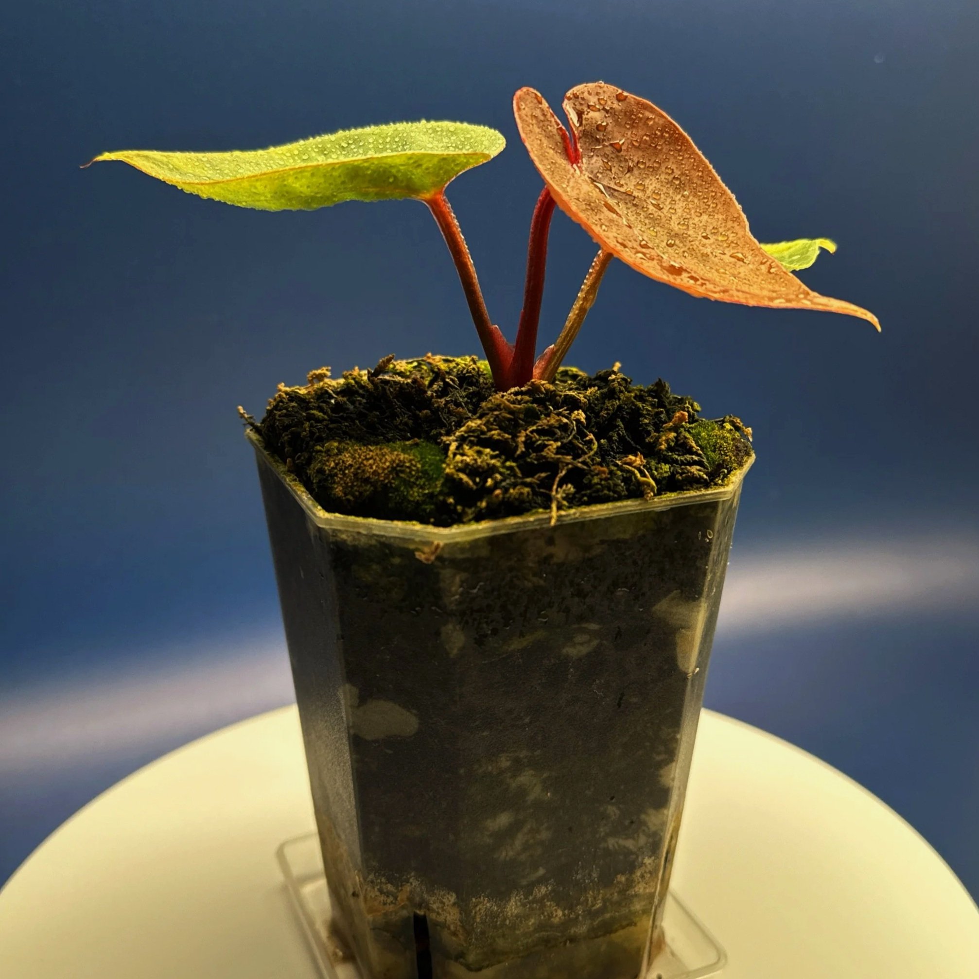 ANTHURIUM Reverse 'Bubble Butt' (Luxurians x Bloodmoon)