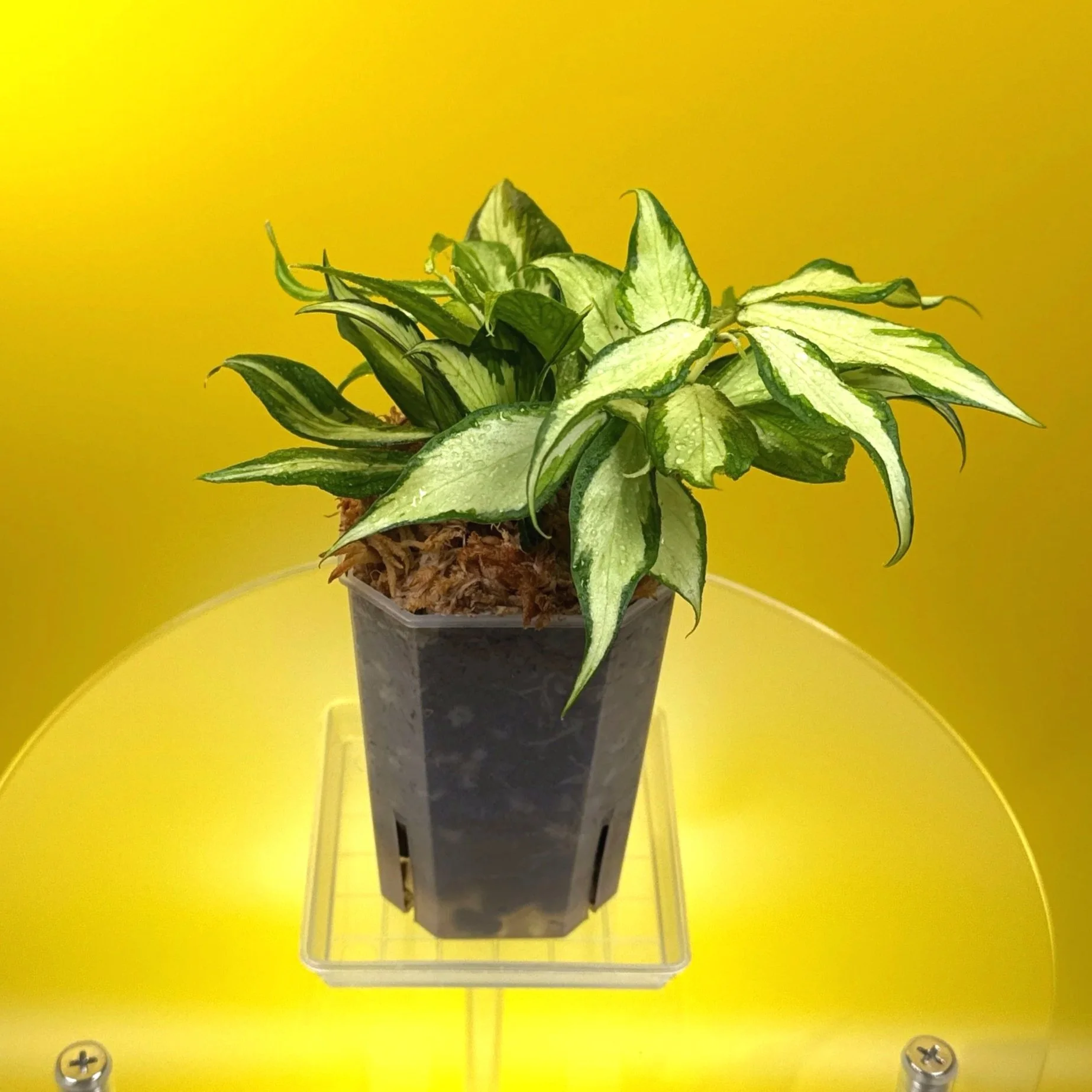 Hoya Polyneura Albomarginata Inner Variegated multi-planted in Small Square Clear Pot for sale | Shop Rare Variegated Hoya Houseplants in Sydney, Australia | Melty Plants E-Store, Online