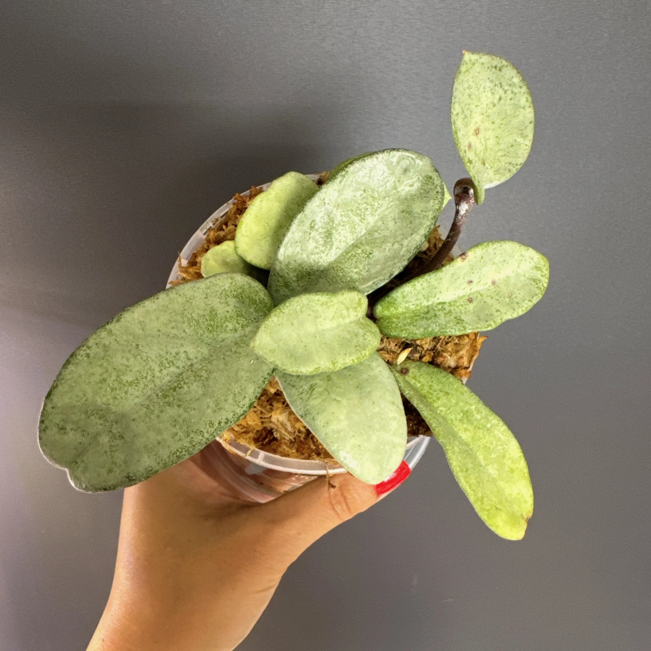 HOYA Carnosa Grey Ghost - CURRENTLY GROWING