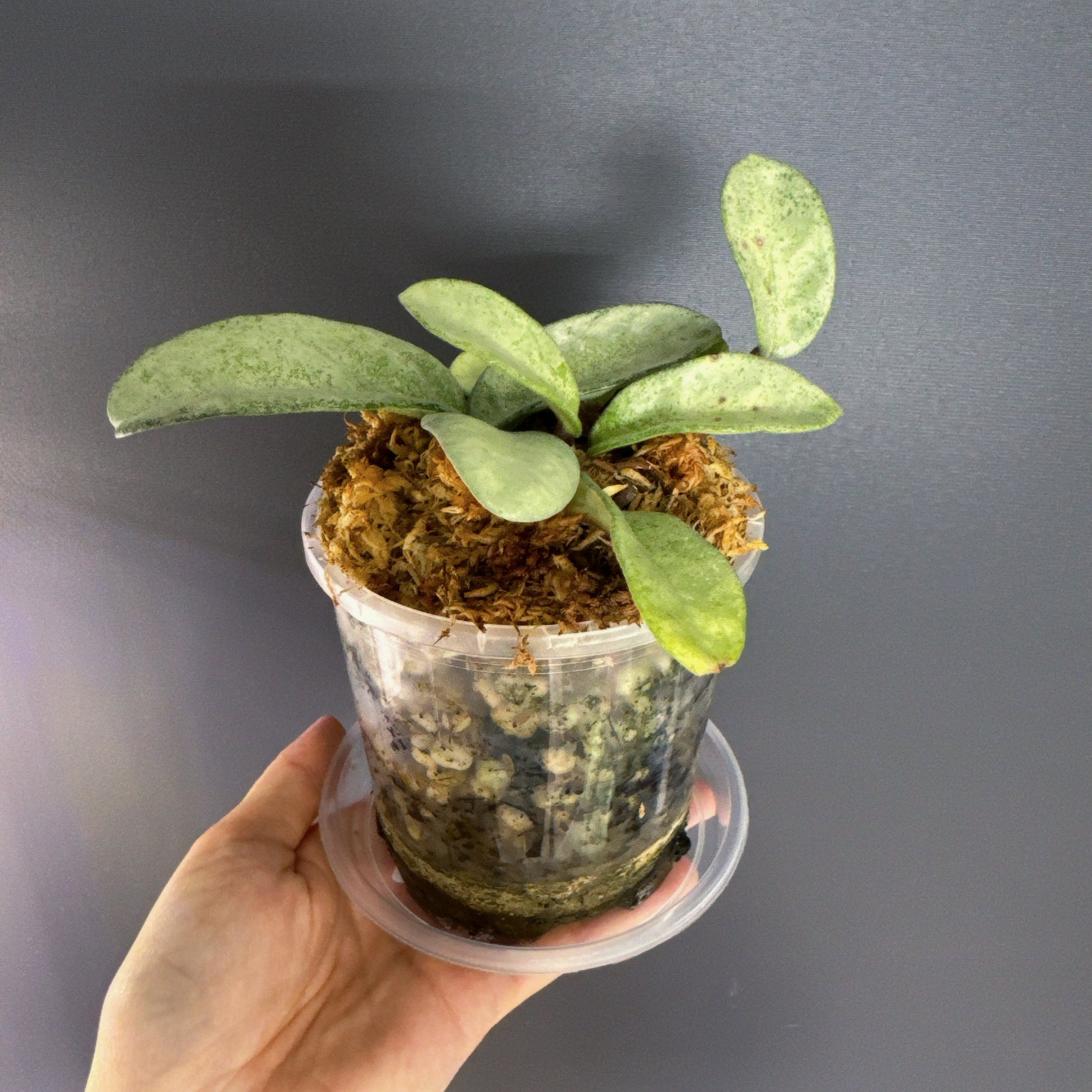 Hoya Carnosa Grey Ghost | Melty Plants Store Australia