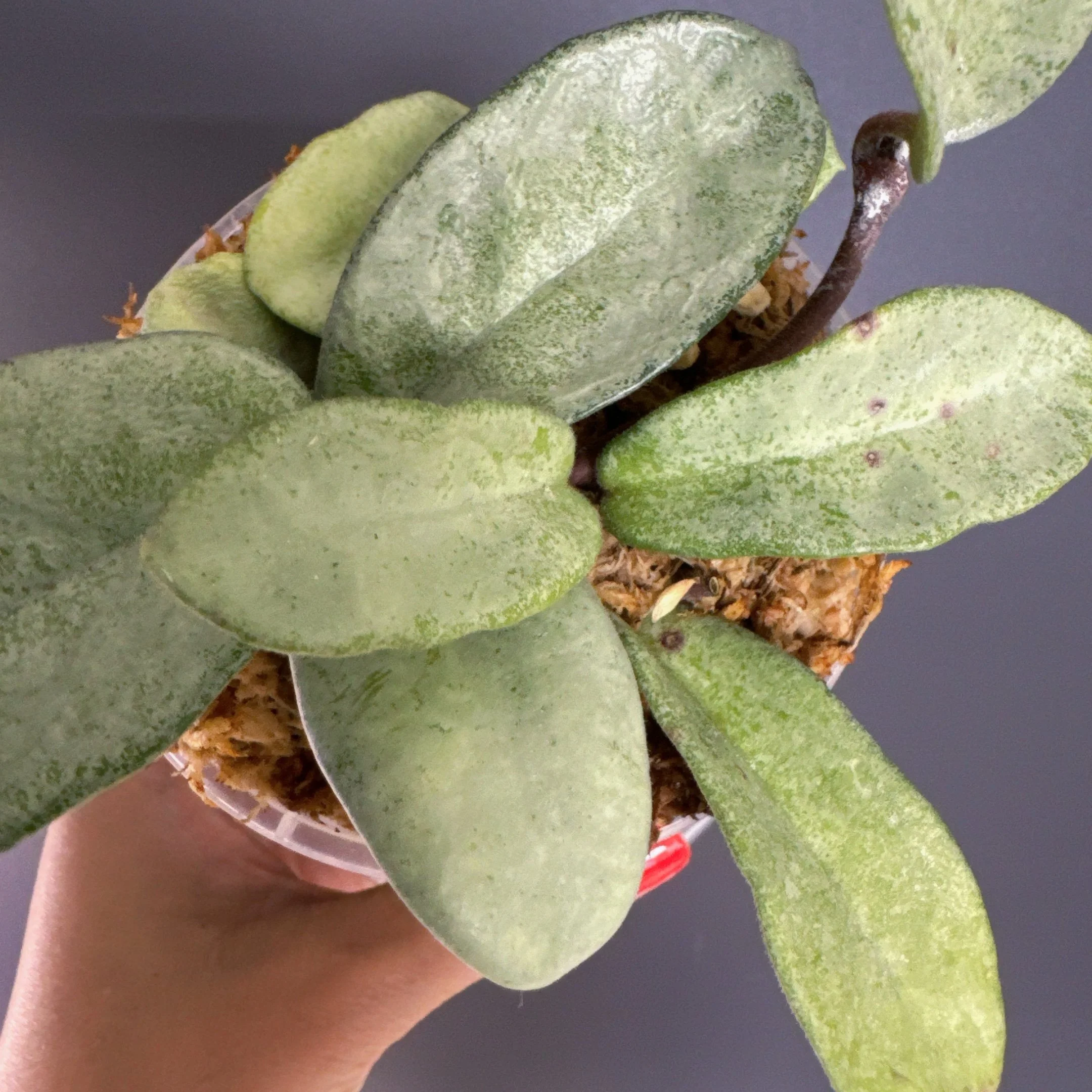 Hoya Carnosa Grey Ghost | Melty Plants Store Australia