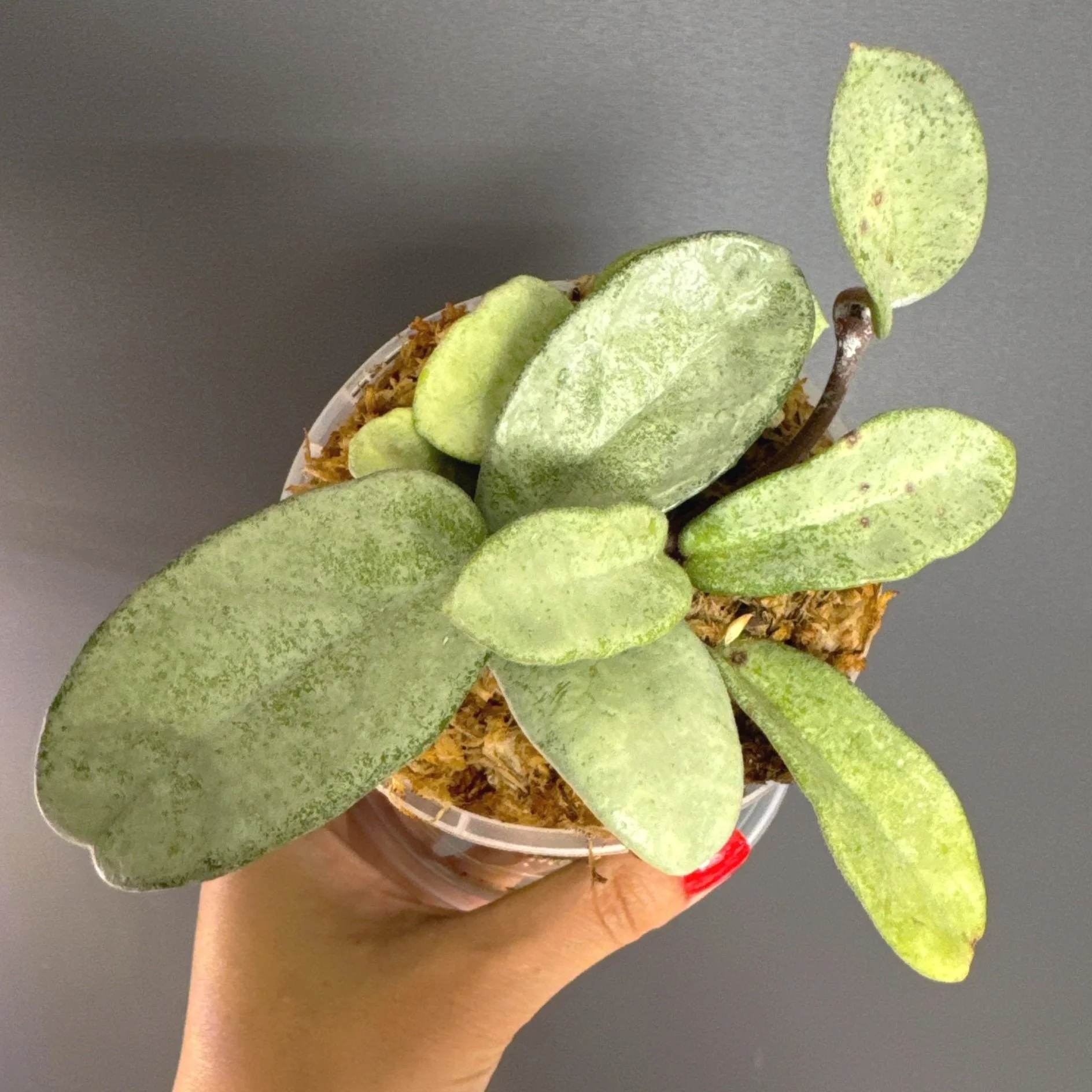 Hoya Carnosa Grey Ghost | Melty Plants Store Australia
