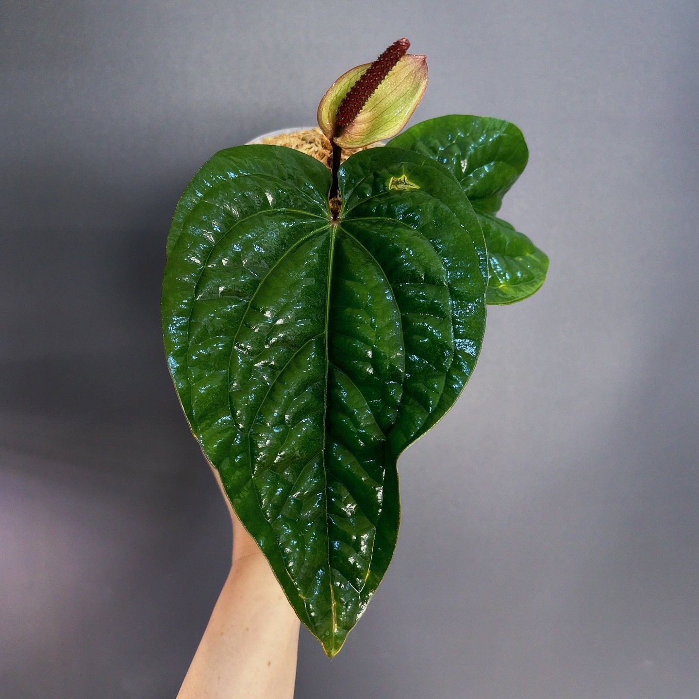 Anthurium Dressleri x Radicans ✨ 

Subscribe &mdash; MELTY.AU 🌱 📩 

#meltyplants 
#anthuriumdresslerixradicans 
#anthuriumhybrids 
#anthuriumdresslerihybrid 
#rareanthuriumshop 
#aroidaddictsaustralia
