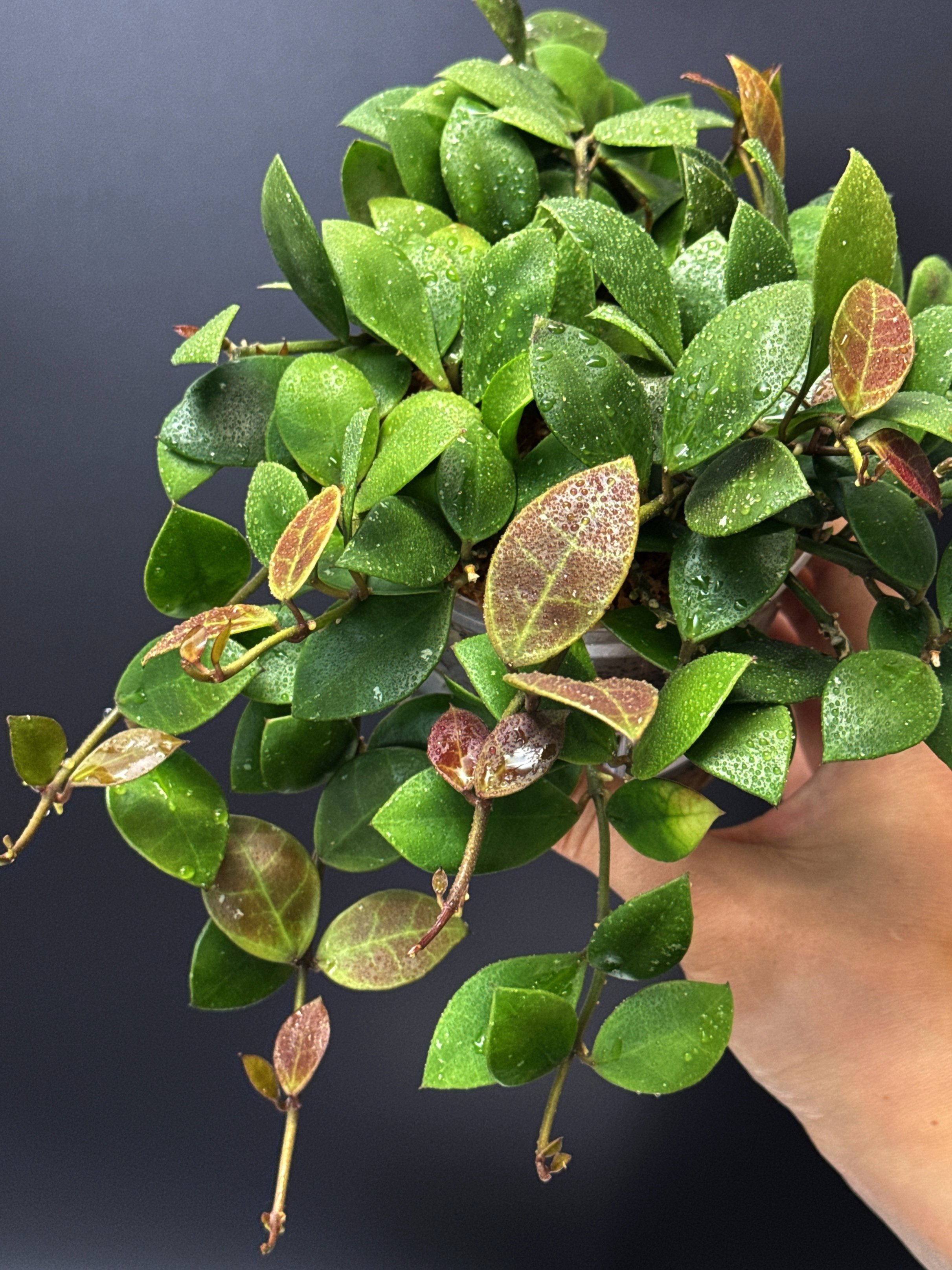 Hoya Rebecca multi-planted in 100mm Clear Pot for sale | Shop Rare Hoya Houseplants in Sydney, Australia | Melty Plants E-Store, Online