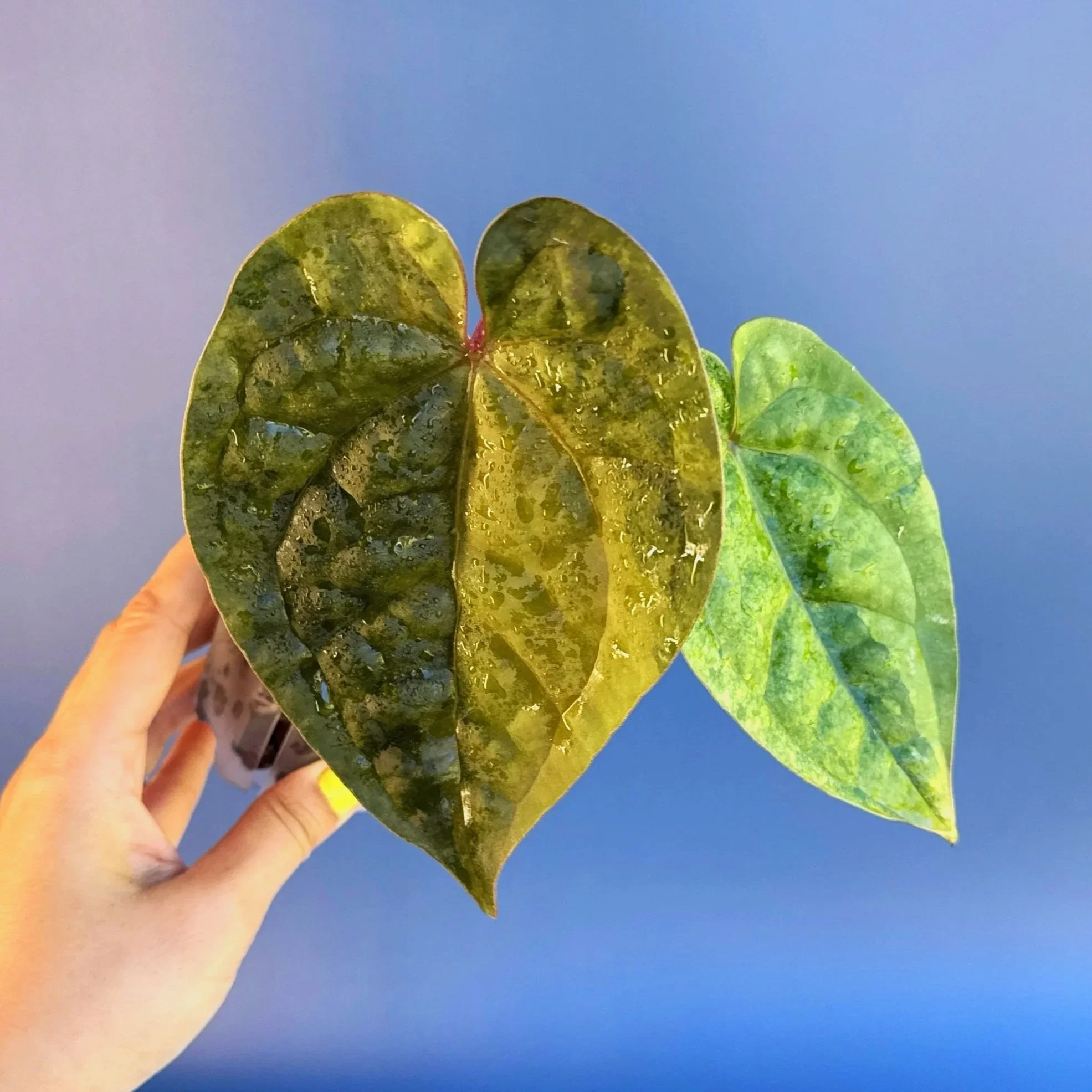 PLANTS 🌱 :: TOP RARE VARIEGATED PLANTS TO WATCH IN 2026 | Australian Collectors