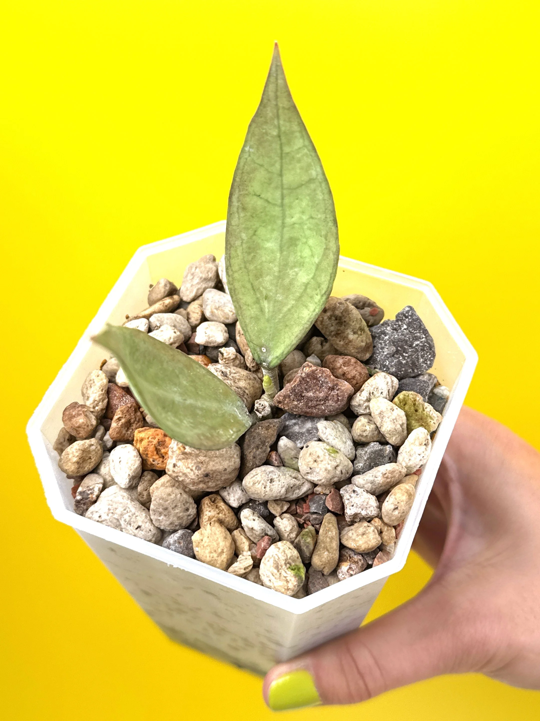 PLANTS 🌱 :: HOYA SP. GERMANY SILVER | Rare Silver Hoya for Australian Collectors