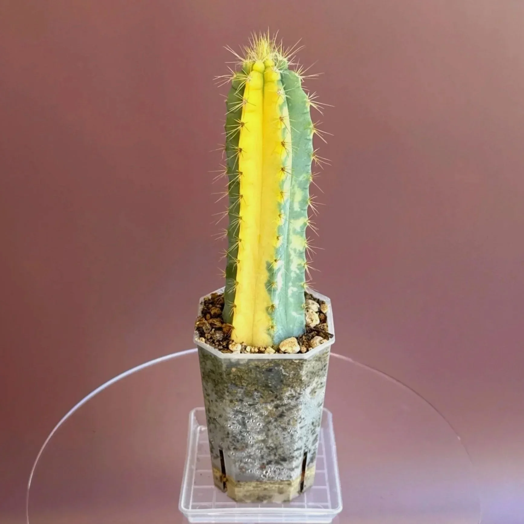 GROWING 🌵 :: Spring Chop: Variegated Pilosocereus Cactus 🌸✂️