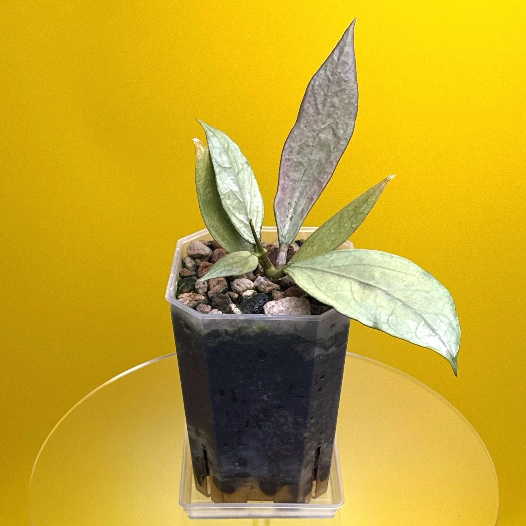 PLANTS 🌱 :: HOYA SP. GERMANY SILVER | Rare Silver Hoya for Australian Collectors