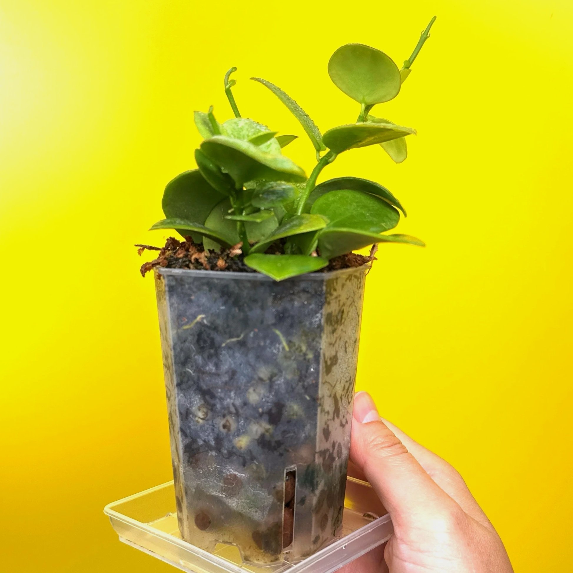 Hoya Collina in a small clear square pot for sale | Shop Rare Hoya Plants in Sydney, Australia | Melty Plants E-Store, Online