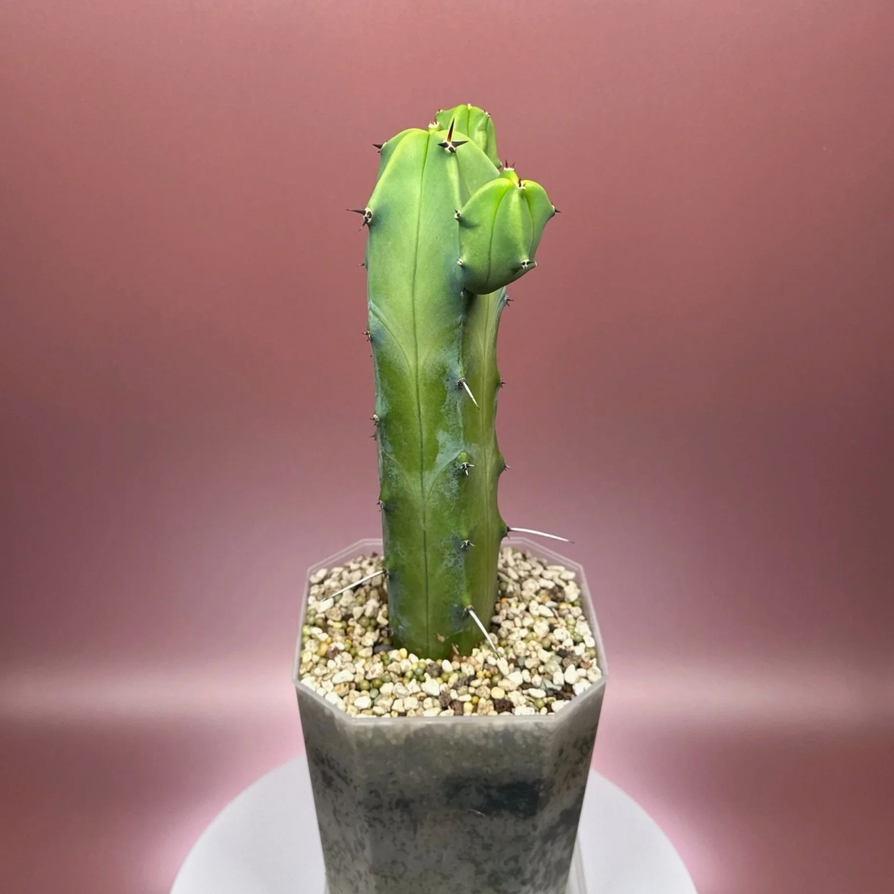 Cactus Myrtillocactus Geometrizans﻿ 'Blue Candle' | Shop Rare Blue Cacti in Sydney, Australia | Melty Plants E-Store, Online