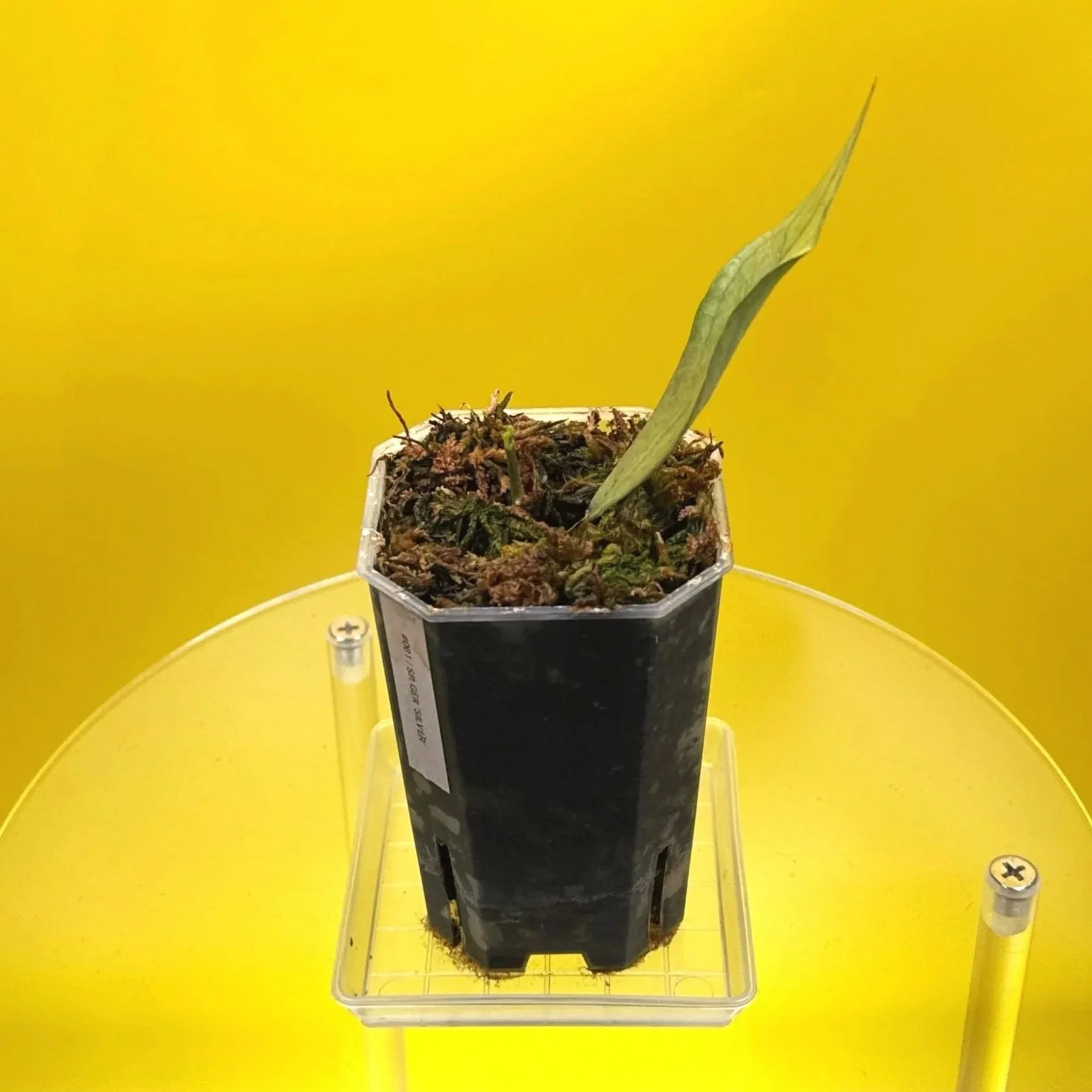 Hoya Sp. Germany Silver | Shop Rare Silver Hoya Houseplants from Sydney, Australia | Melty Plants E-Store Online