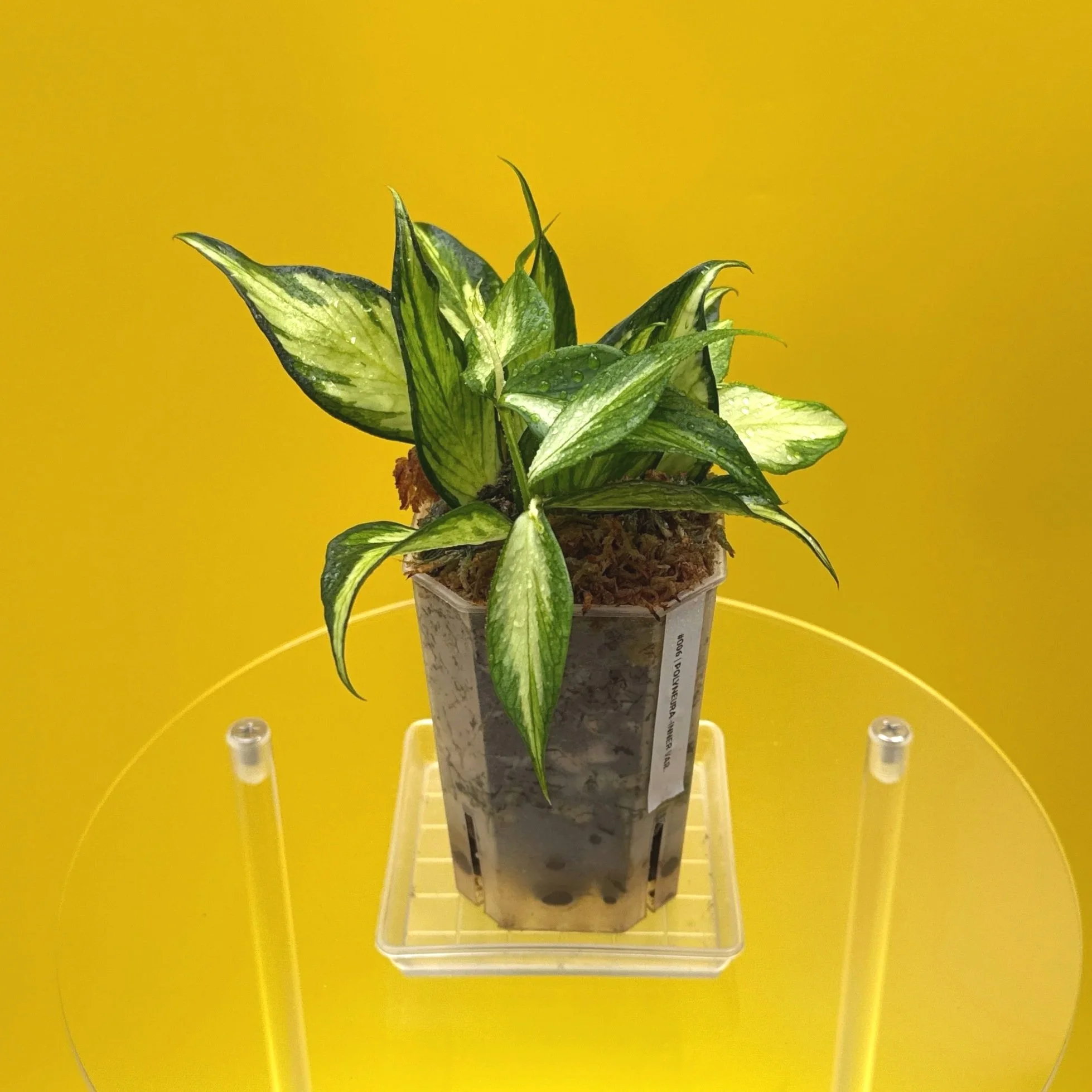 Hoya Polyneura Albomarginata Inner Variegated multi-planted in Small Square Clear Pot for sale | Shop Rare Variegated Hoya Houseplants in Sydney, Australia | Melty Plants E-Store, Online