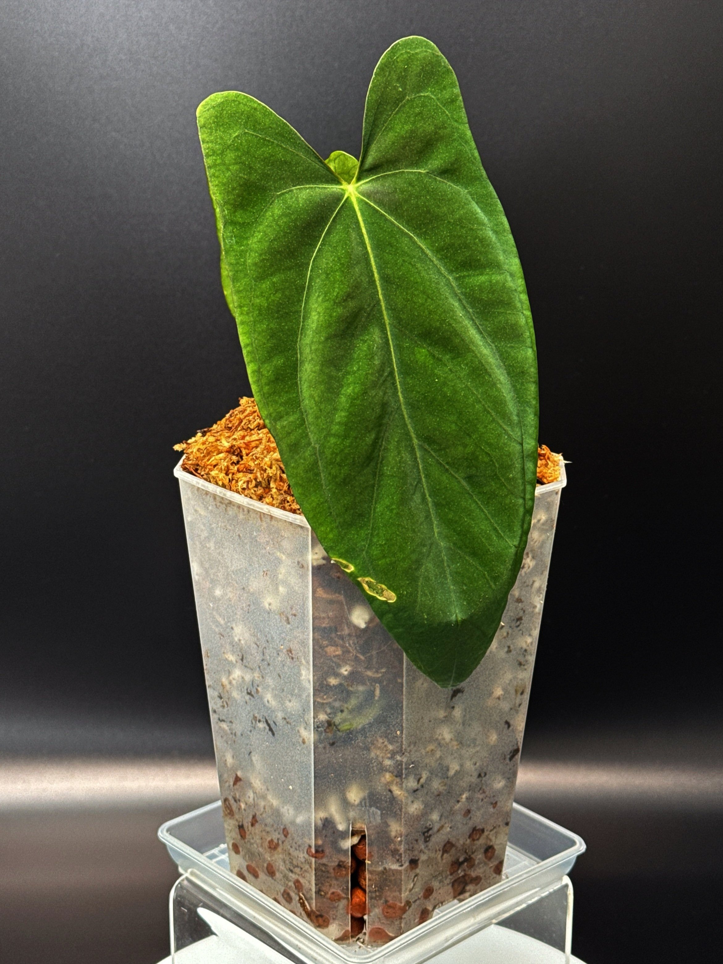 Anthurium Midnight Port: Midnight Velvet 'Hurricane' x Indonesian Portillae) | Shop Rare Anthurium Houseplants in Sydney, Australia | Melty Plants E-Store, Online