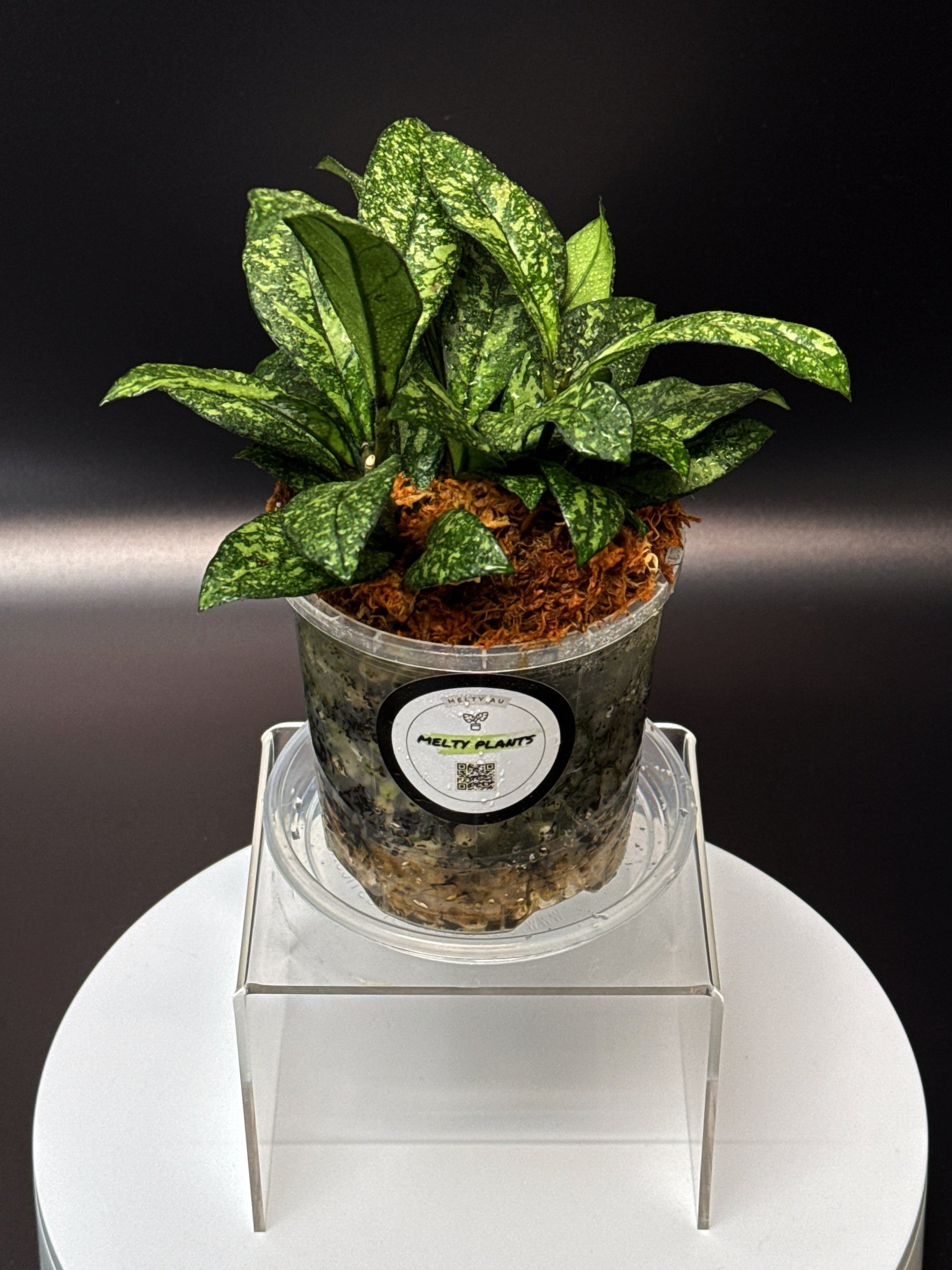 Hoya Crassipetiolata Splash multi-planted in 100mm Clear Pot for sale | Shop Rare Hoya Houseplants in Sydney, Australia | Melty Plants E-Store, Online
