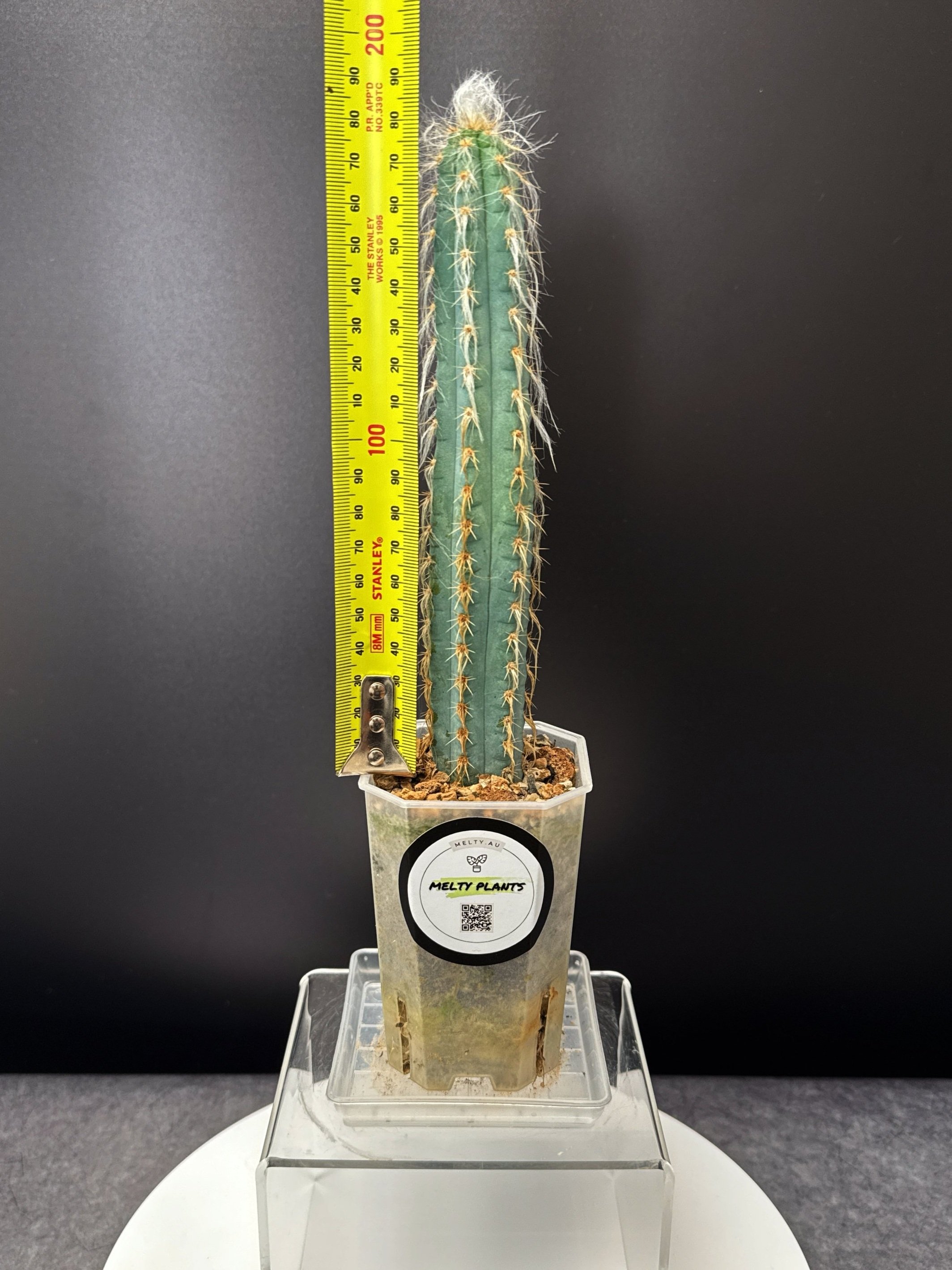 Cactus Pilosocereus Pachycladus 'Woolly Blue Torch' | Shop Rare Cacti Plants | Small Pot and Saucer | Melty Plants E-Store Online, Sydney Australia