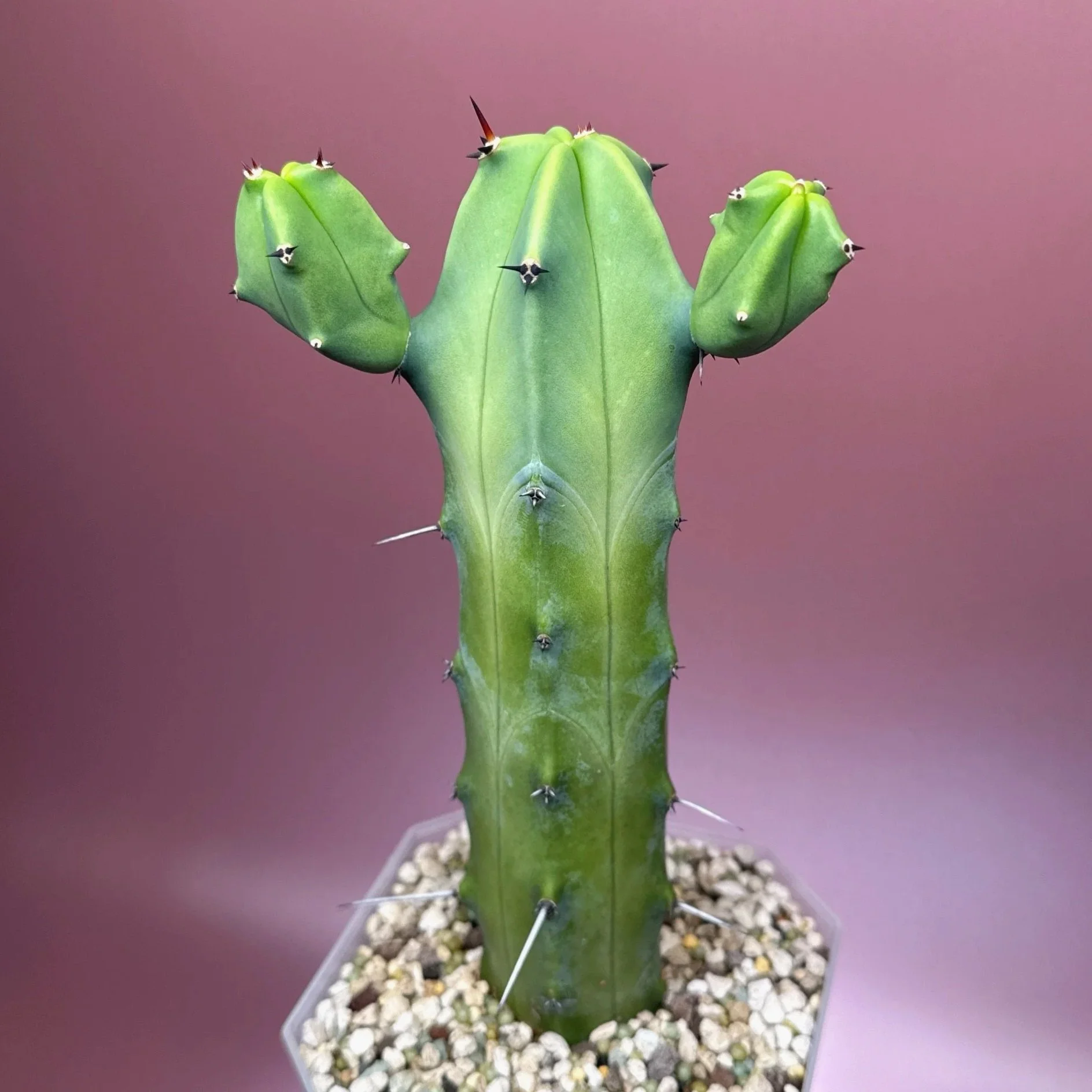 CACTUS Myrtillocactus Geometrizans﻿ 'Blue Candle'