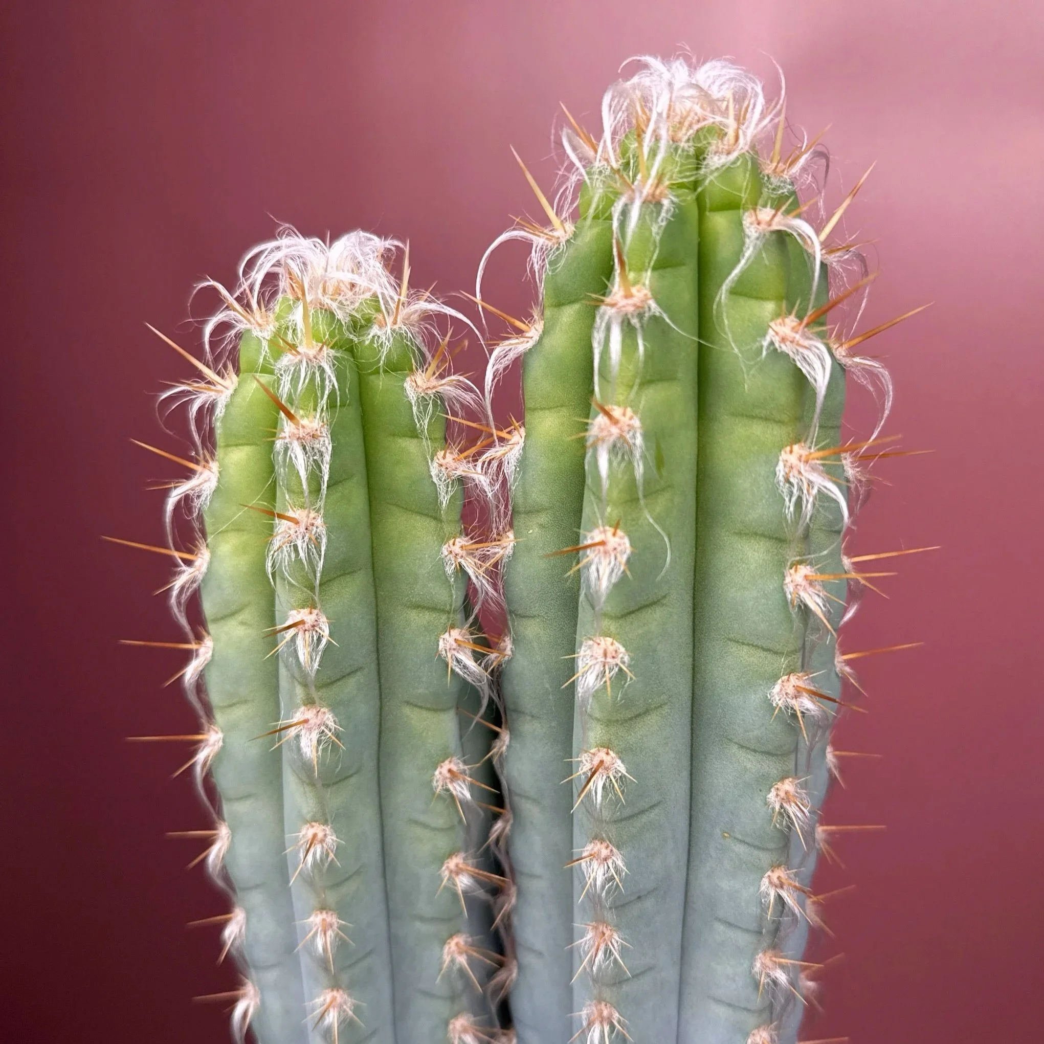 Rare Cactus Pilosocereus Pachycladus﻿ 'Woolly Blue Torch'. A mature double headed specimen. Featured in an extra large square pot for sale on Melty Plants Australia online store in Sydney Australia.