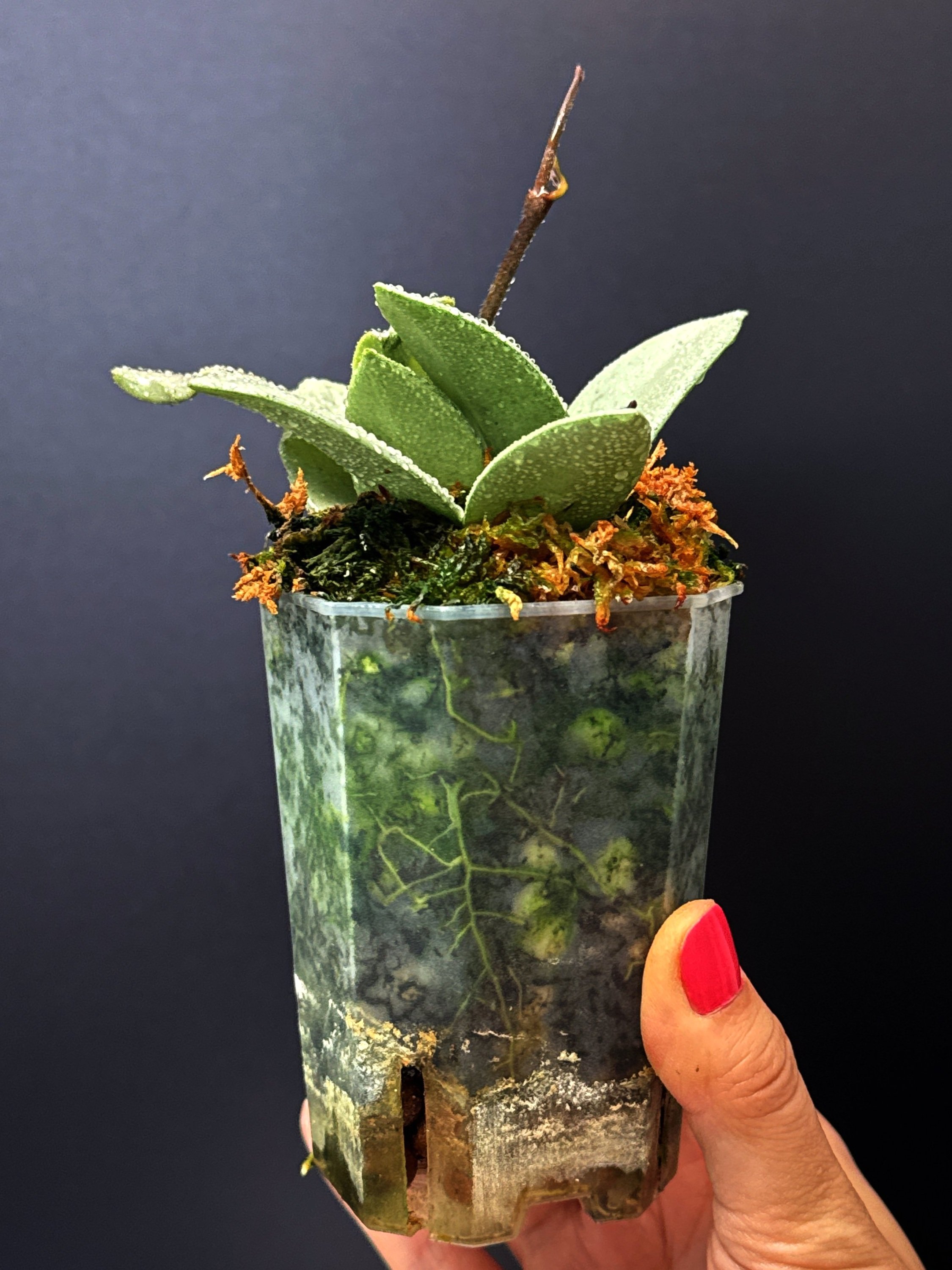 Hoya Carnosa Wilbur Graves Super Silver in a small clear square pot + saucer | Shop Rare Hoya Houseplants from Sydney, Australia | Melty Plants E-Store, Online