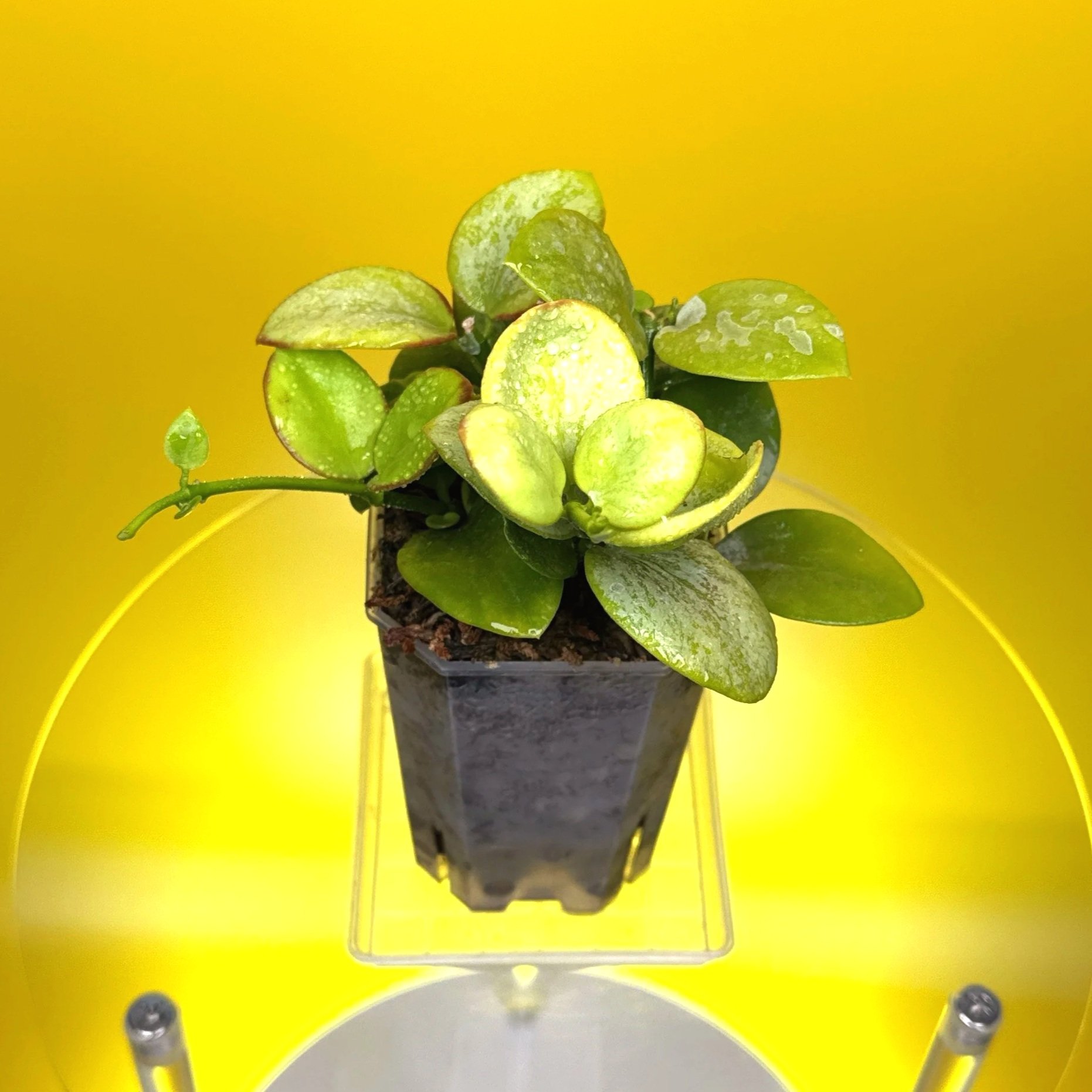 Hoya Collina in a small clear square pot for sale | Shop Rare Hoya Plants in Sydney, Australia | Melty Plants E-Store, Online