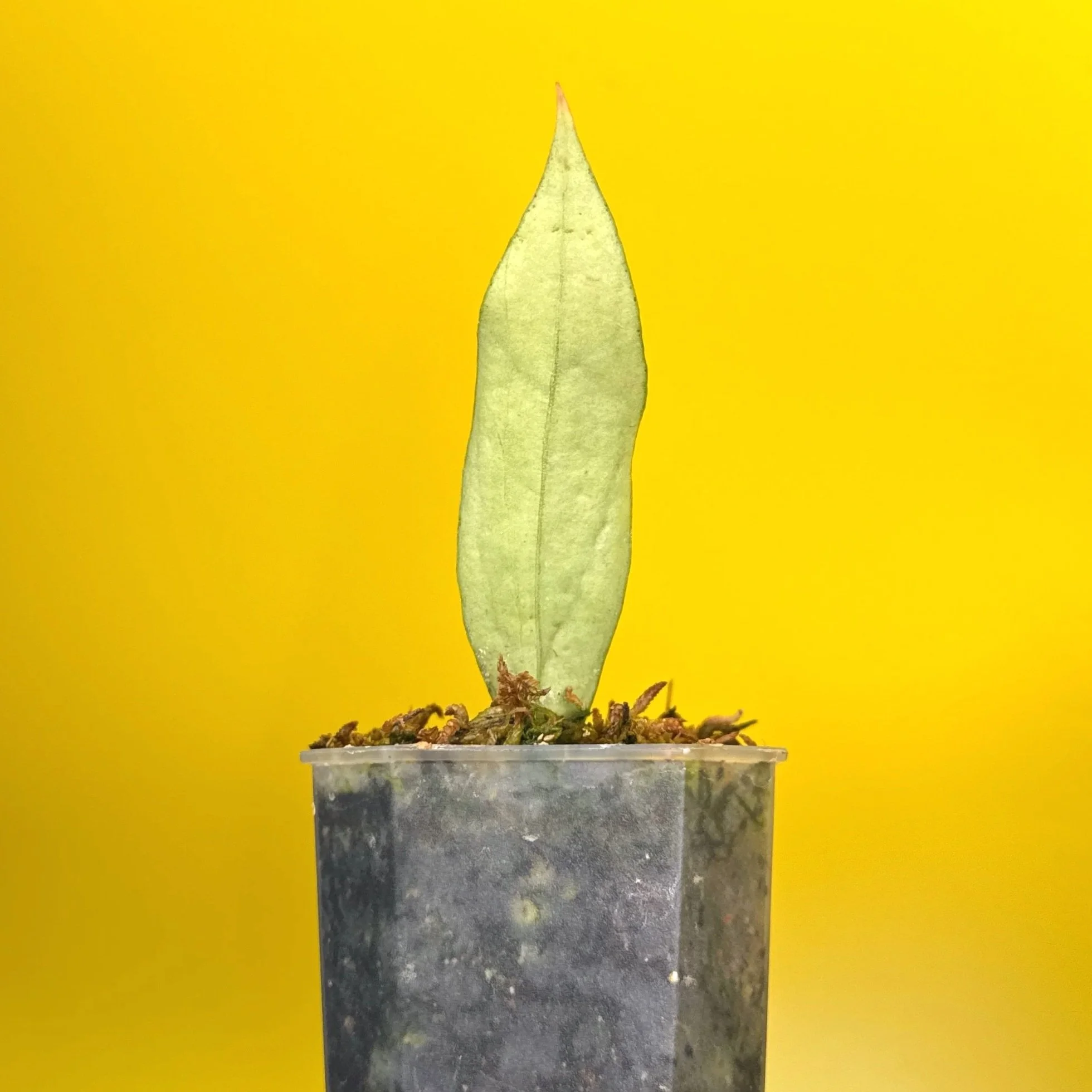 Hoya Sp. Germany Silver | Shop Rare Silver Hoya Houseplants from Sydney, Australia | Melty Plants E-Store Online