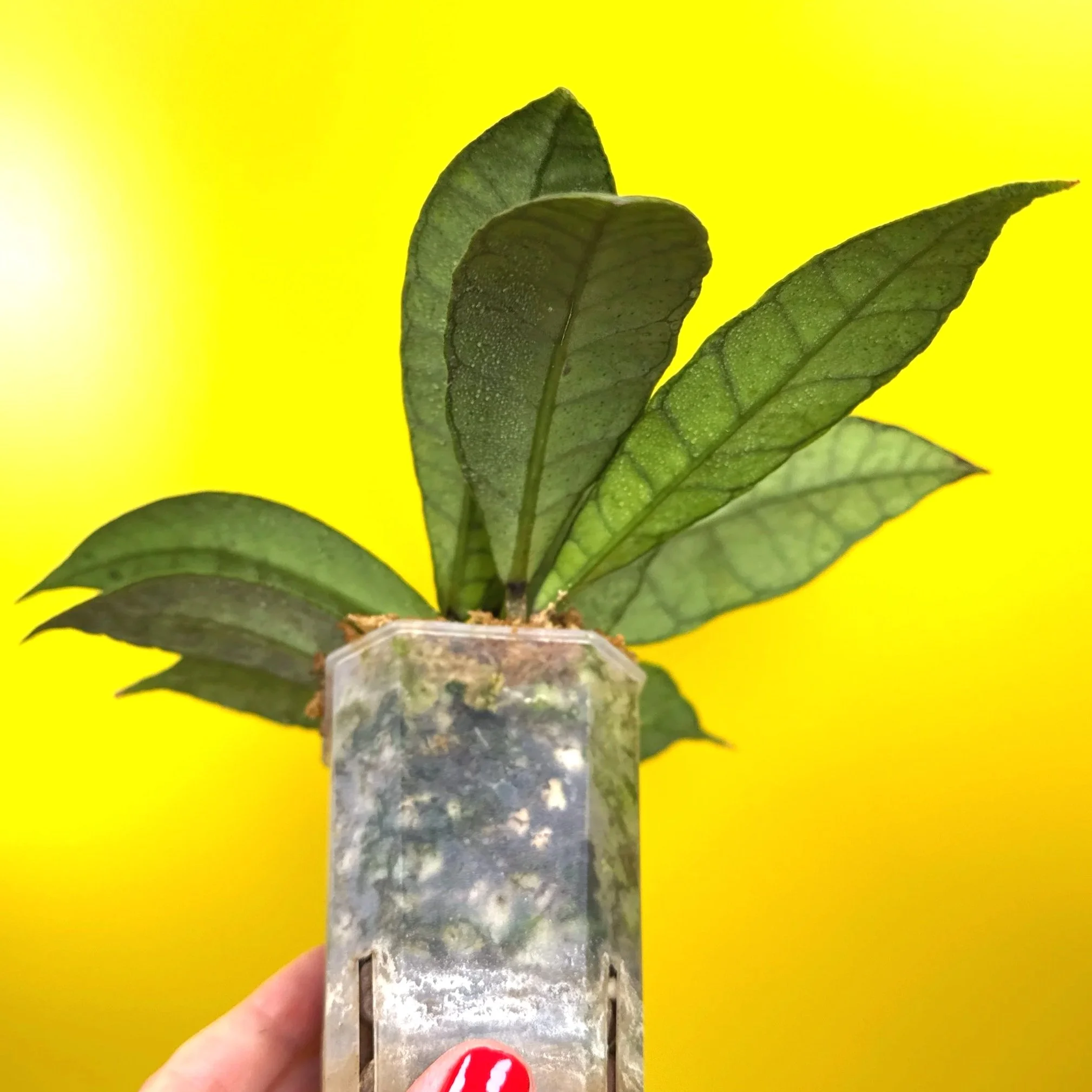 Hoya Callistophylla sp. Kalimantan 'Short Leaf' Plant