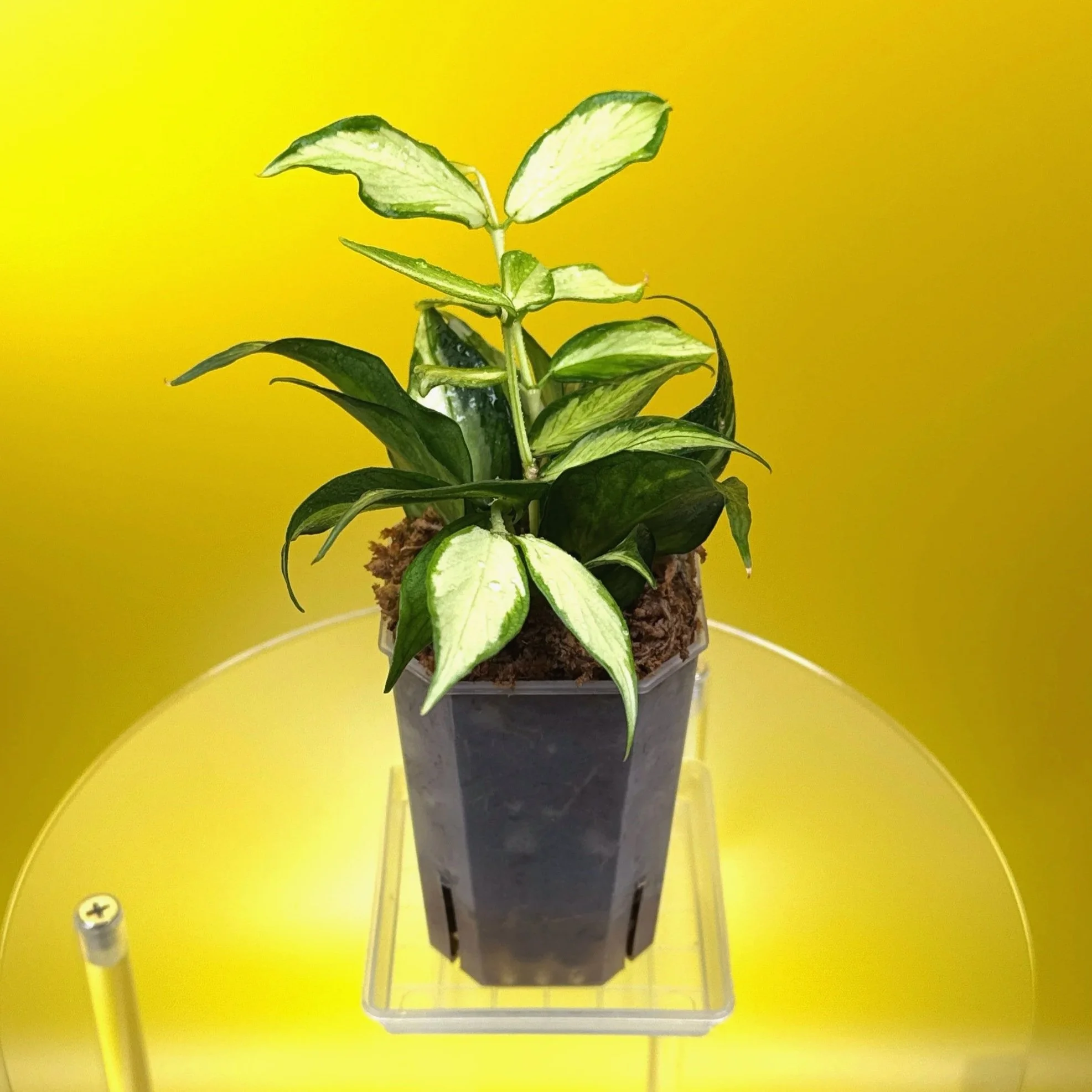 Hoya Polyneura Albomarginata Inner Variegated multi-planted in Small Square Clear Pot for sale | Shop Rare Variegated Hoya Houseplants in Sydney, Australia | Melty Plants E-Store, Online