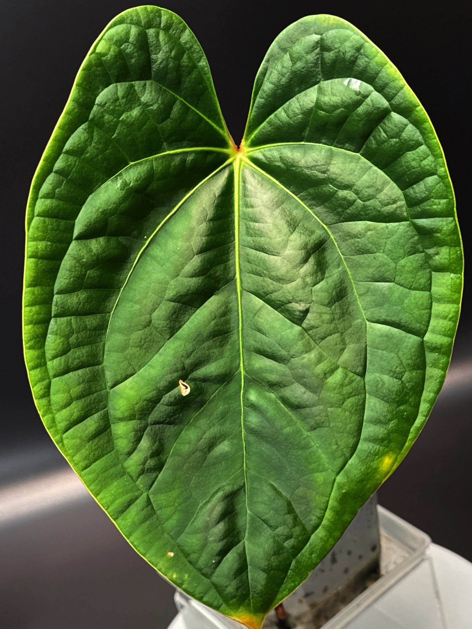 Anthurium Bessurians 'Besseae Aff. x Luxurians' in a large square pot + saucer | Shop Rare Australian Anthuriums in Sydney Australia | Melty Plants E-Store, Online