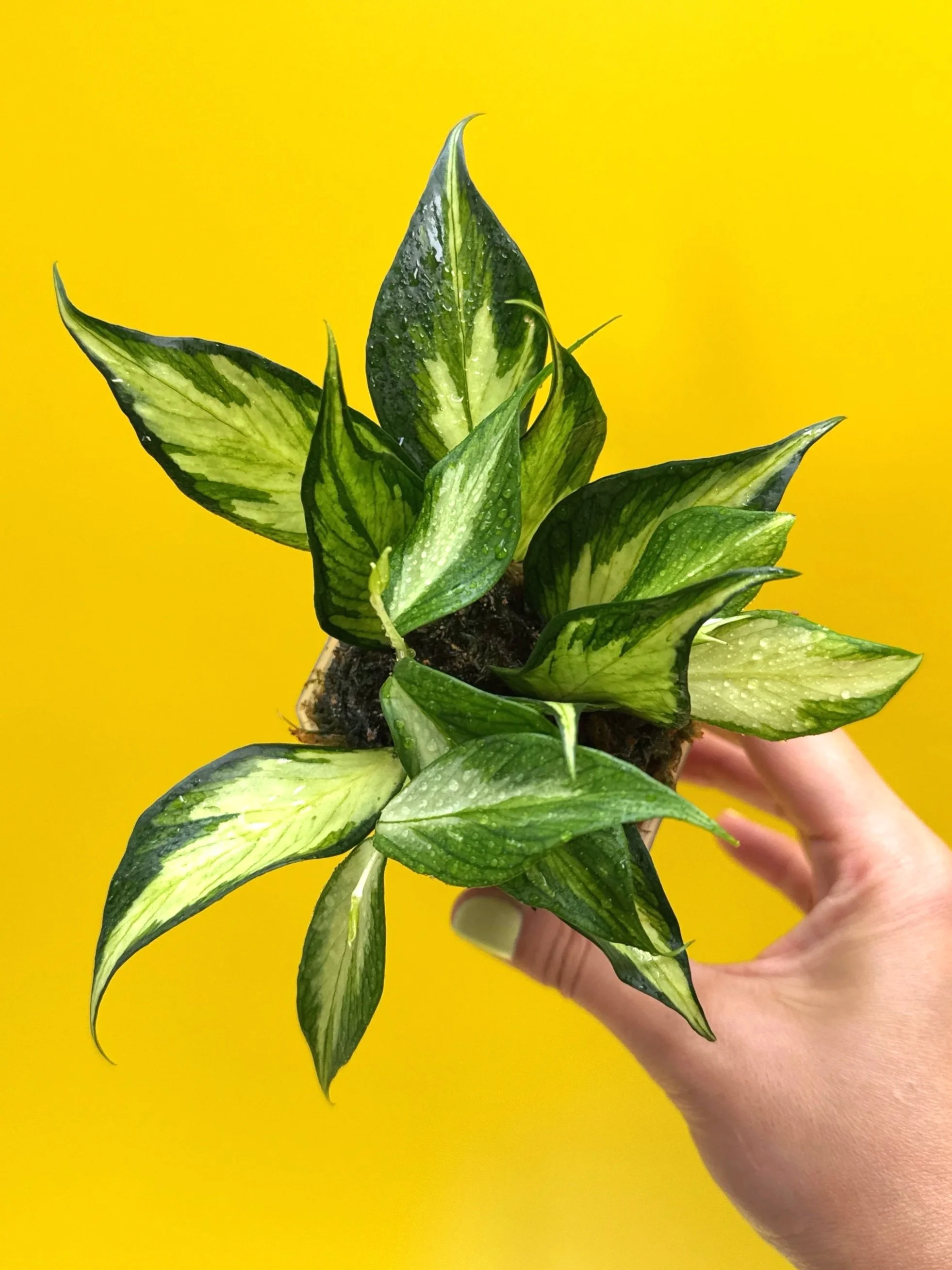HOYA Polyneura Albomarginata – Inner Variegated