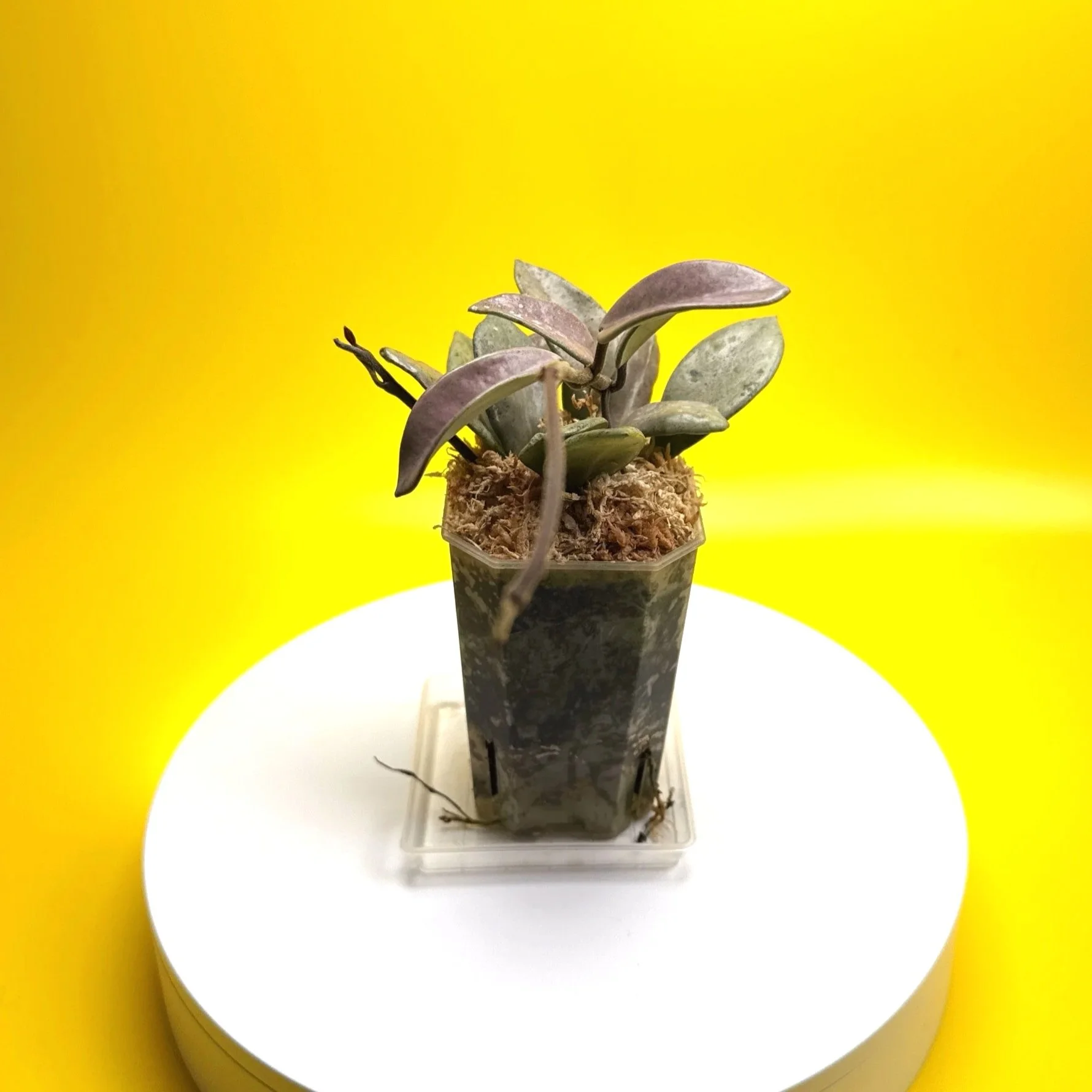 Hoya Carnosa Wilbur Graves Super Silver in 100mm clear pot | Shop Rare Hoya Houseplants from Sydney, Australia | Melty Plants E-Store Online