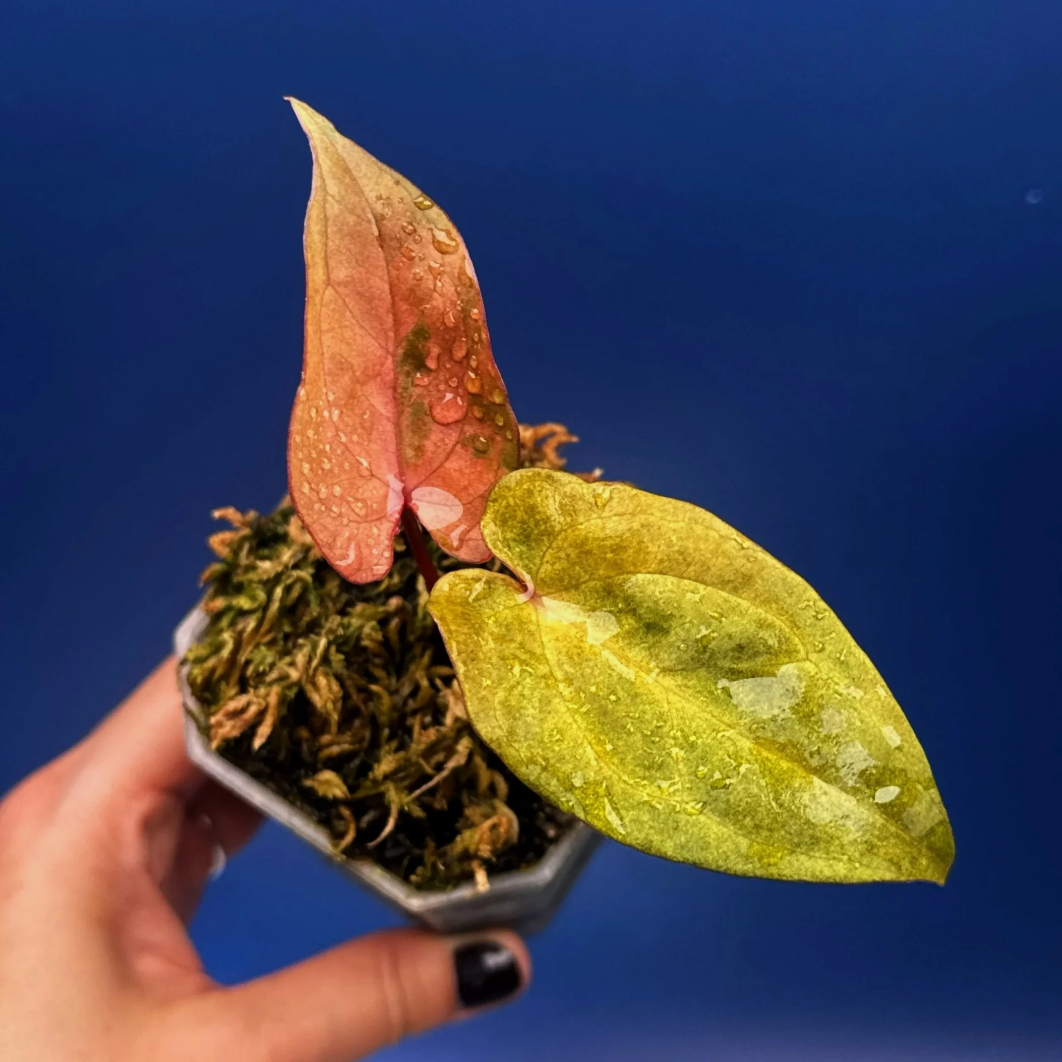 ANTHURIUM Reverse Black Cherry x Red Vein Dark Phoenix Mint Variegated | Rare Collector Plant Specialists | Melty Plants Australia
