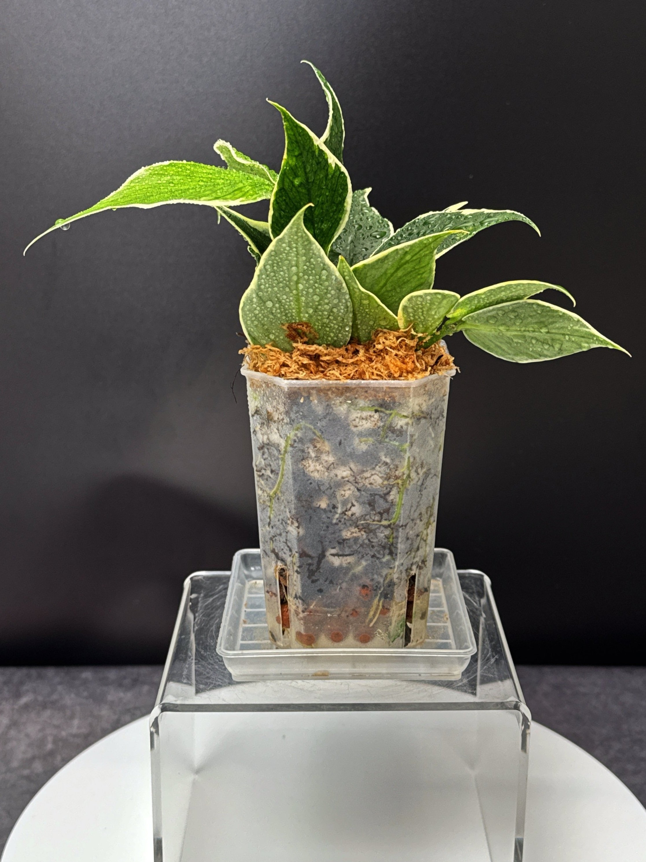 Hoya Polyneura Albomarginata in a Small Square Clear Pot for sale | Shop Rare Hoya Houseplants in Sydney, Australia | Melty Plants E-Store, Online