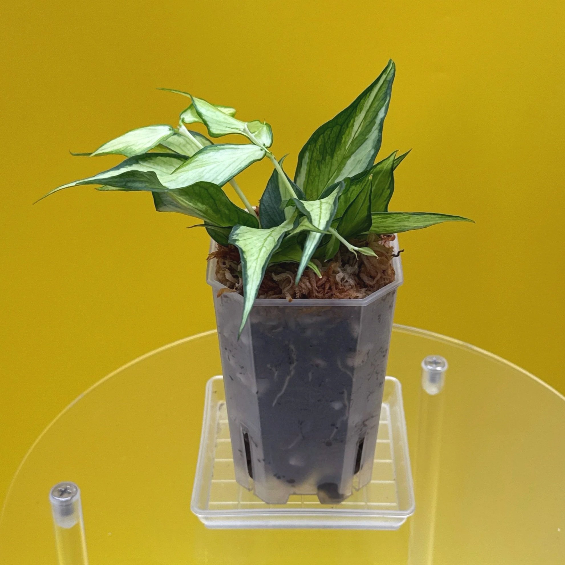 Hoya Polyneura Albomarginata Inner Variegated multi-planted in Small Square Clear Pot for sale | Shop Rare Variegated Hoya Houseplants in Sydney, Australia | Melty Plants E-Store, Online