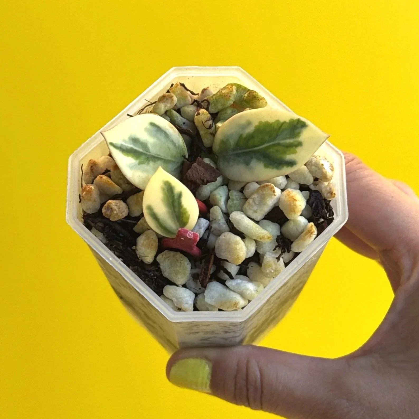 SHOP ALL – RARE COLLECTOR HOYA PLANTS