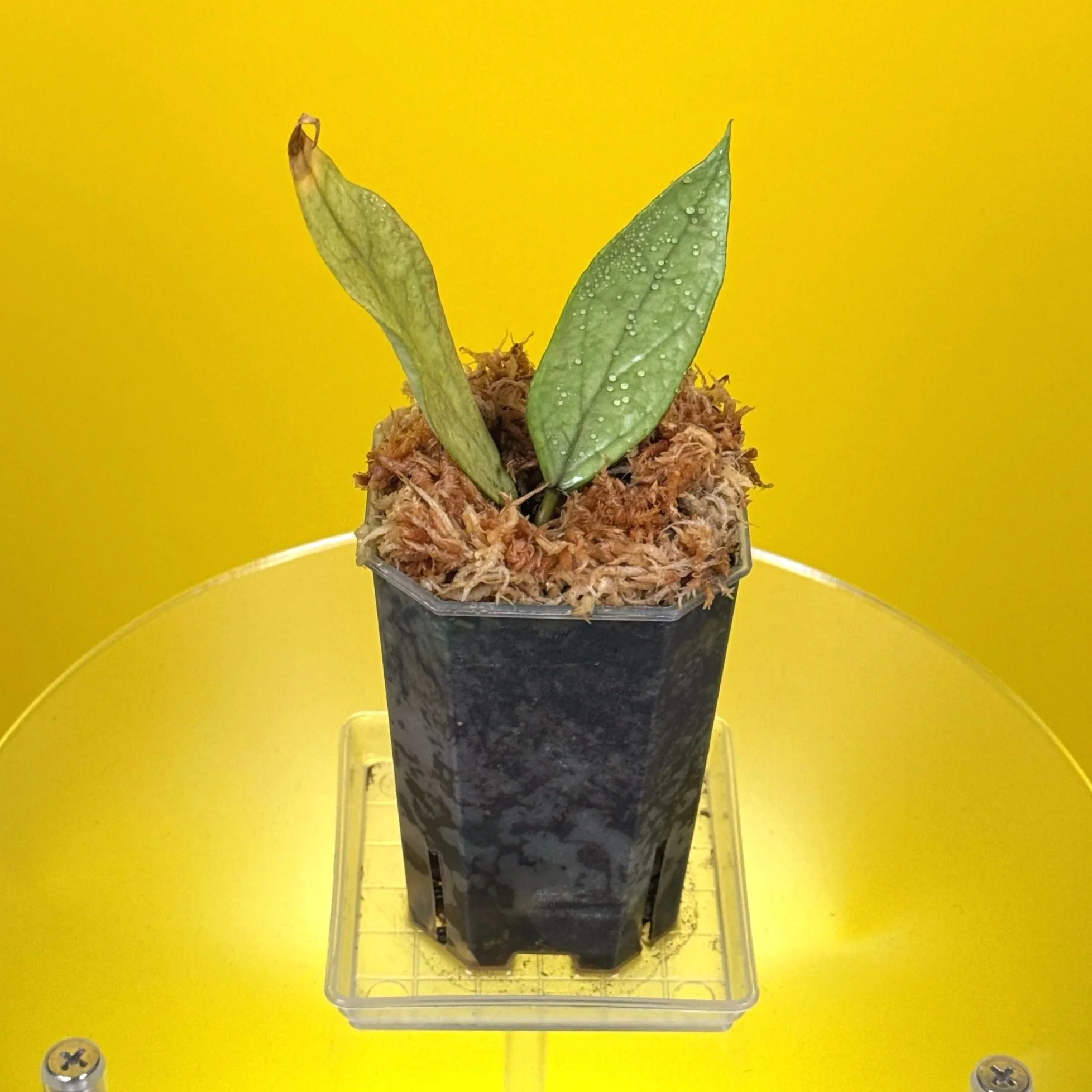 Hoya Sp. Germany Silver for sale in a small clear square pot in Sydney Australia