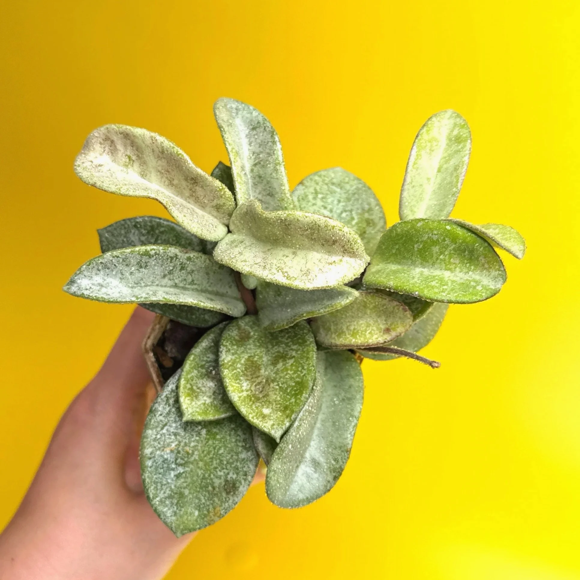 HOYA Carnosa Grey Ghost | Rare Collector Plant Specialists | Melty Plants Australia