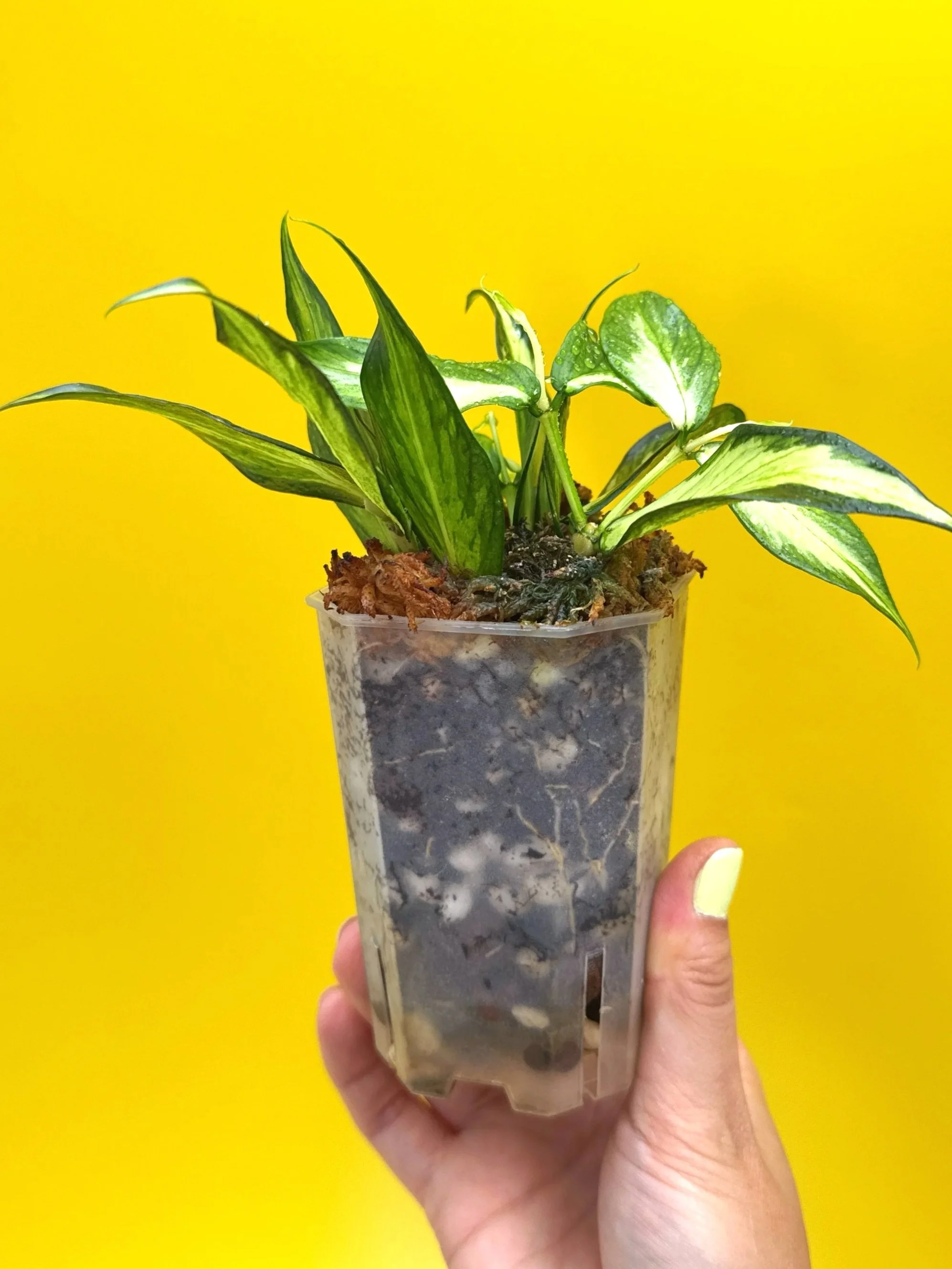 Hoya Polyneura Albomarginata Inner Variegated multi-planted in Small Square Clear Pot for sale | Shop Rare Variegated Hoya Houseplants in Sydney, Australia | Melty Plants E-Store, Online