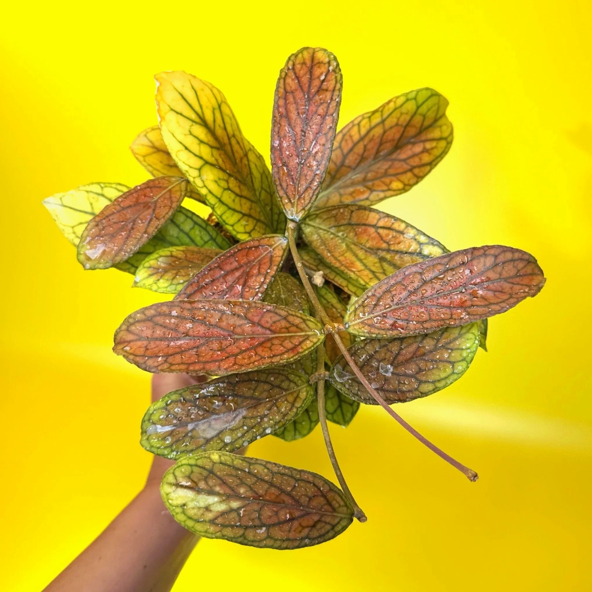 HOYA Tanggamus
