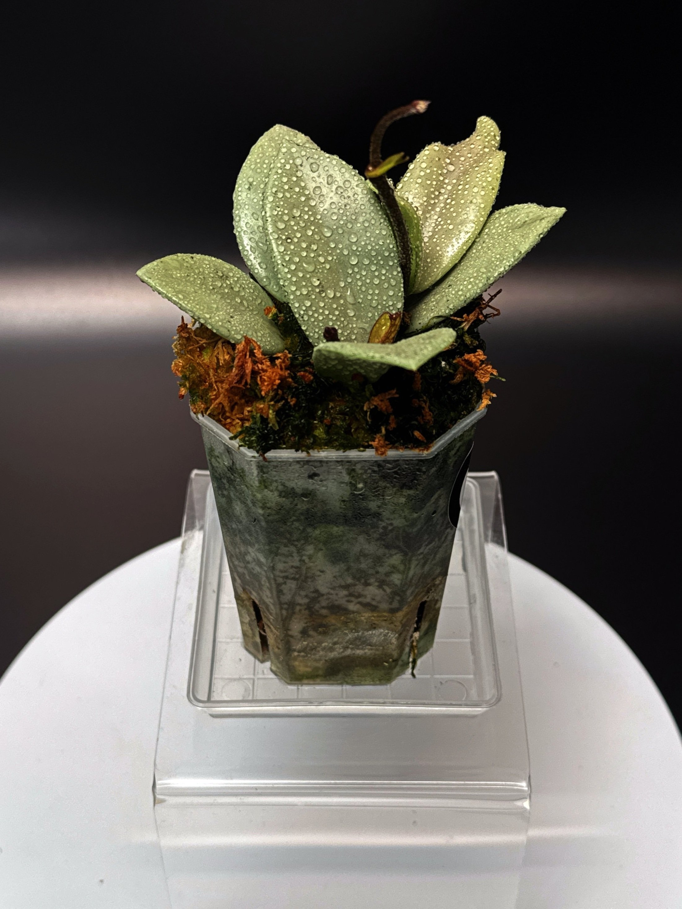 Hoya Carnosa Wilbur Graves Super Silver in a small clear square pot + saucer | Shop Rare Hoya Houseplants from Sydney, Australia | Melty Plants E-Store, Online