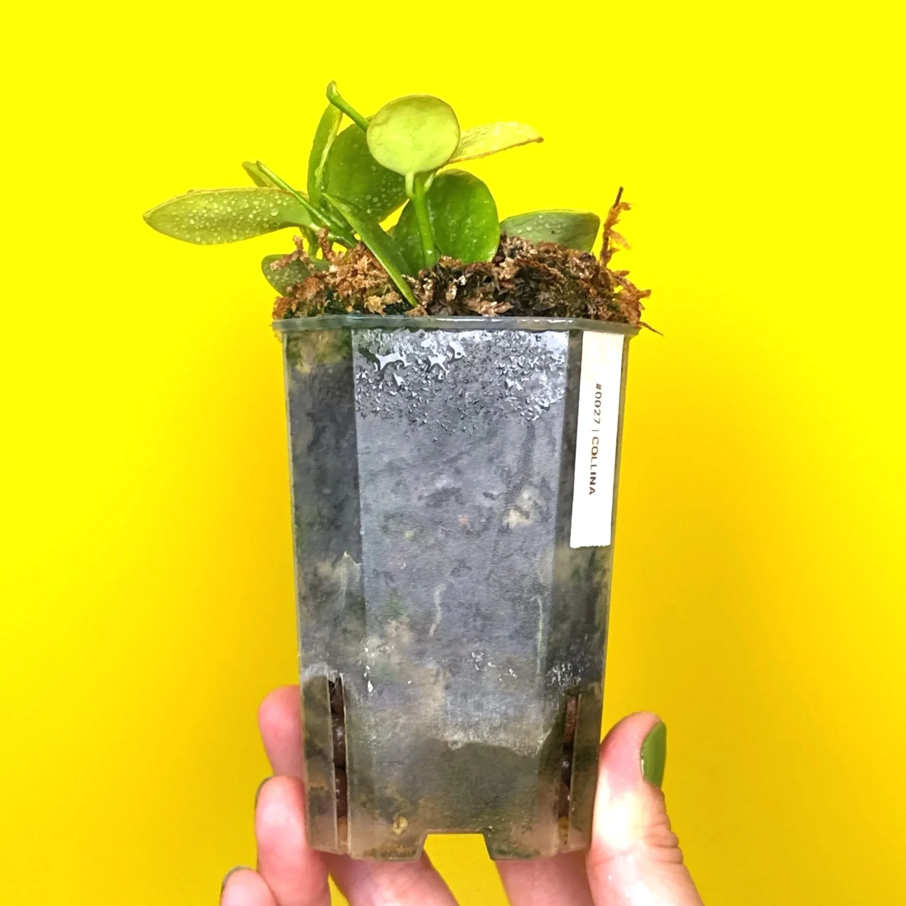 Hoya Collina in a small clear square pot for sale | Shop Rare Hoya Plants in Sydney, Australia | Melty Plants E-Store, Online