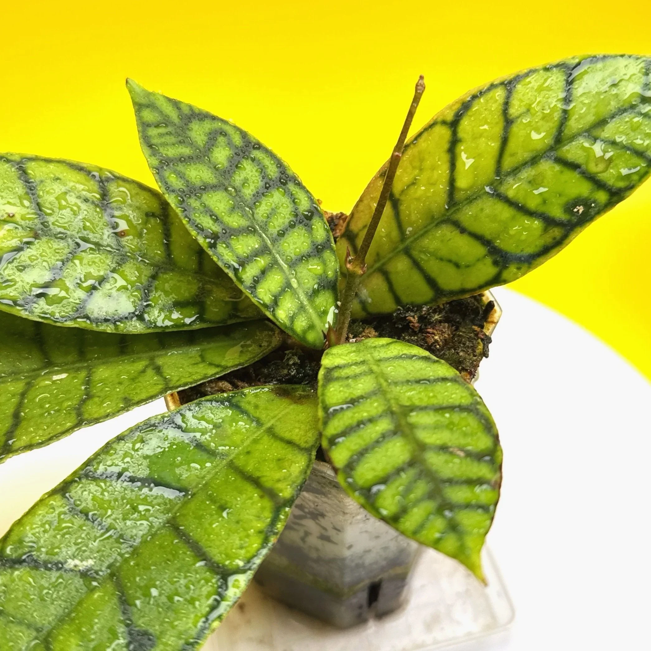 Hoya Callistophylla sp. Kalimantan | Shop Rare Hoya Plants in Sydney, Australia | Melty Plants Australia E-Store, Online