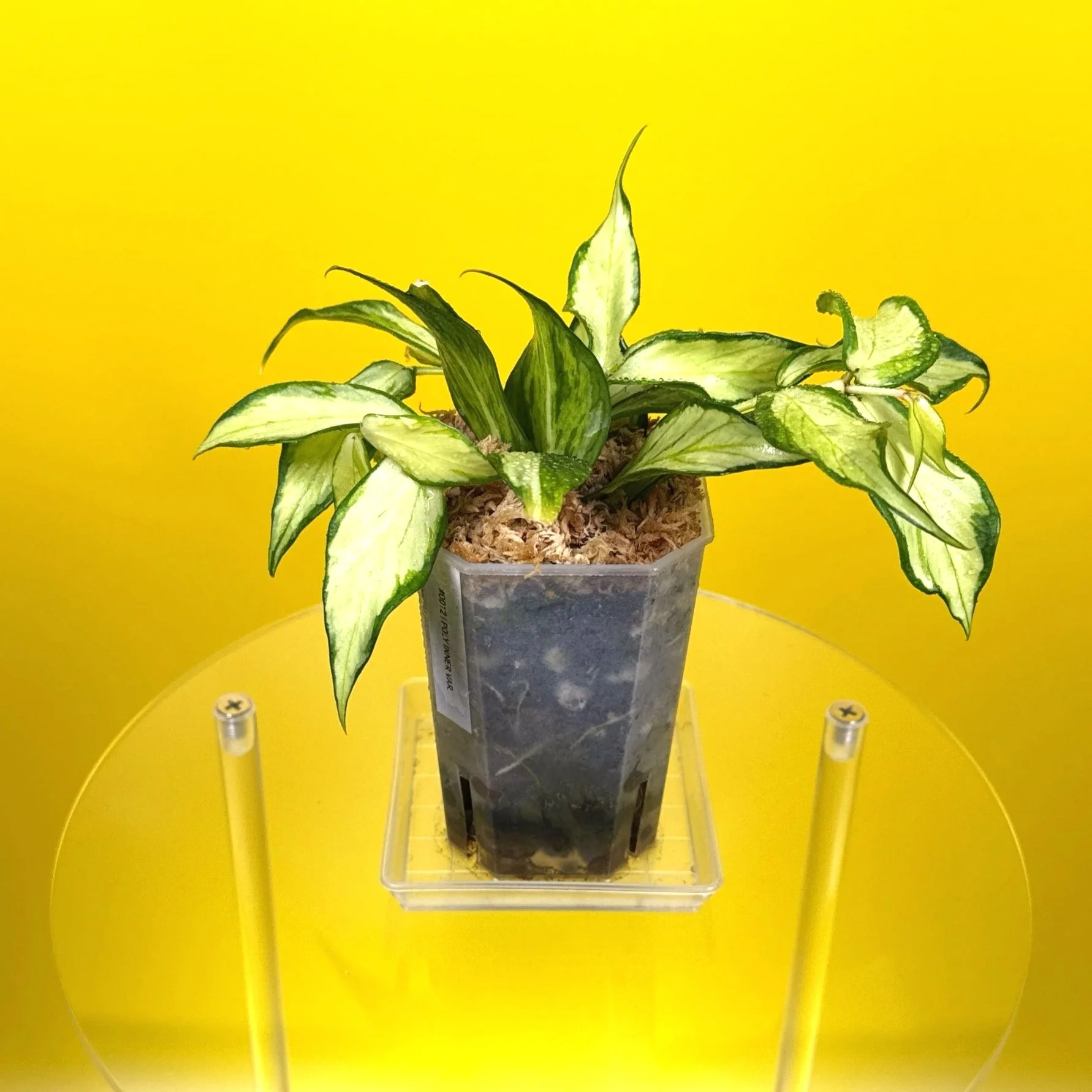 Hoya Polyneura Albomarginata Inner Variegated multi-planted in Small Square Clear Pot for sale | Shop Rare Variegated Hoya Houseplants in Sydney, Australia | Melty Plants E-Store, Online