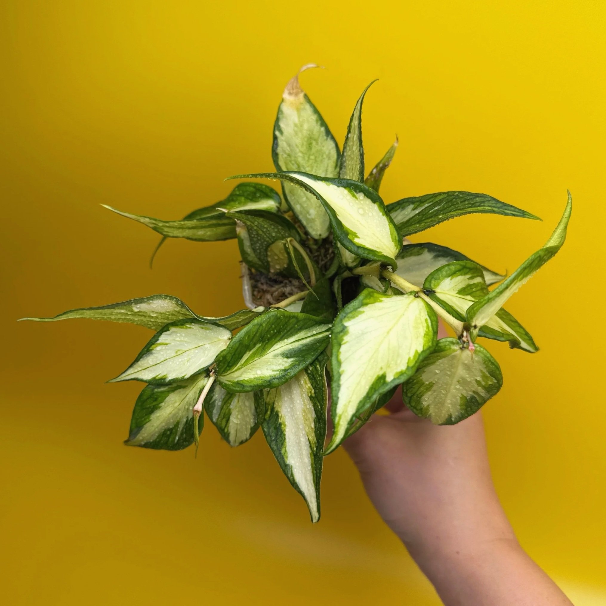 HOYA Polyneura Inner Variegated | Rare Variegated Hoya Sydney | Melty Plants Australia