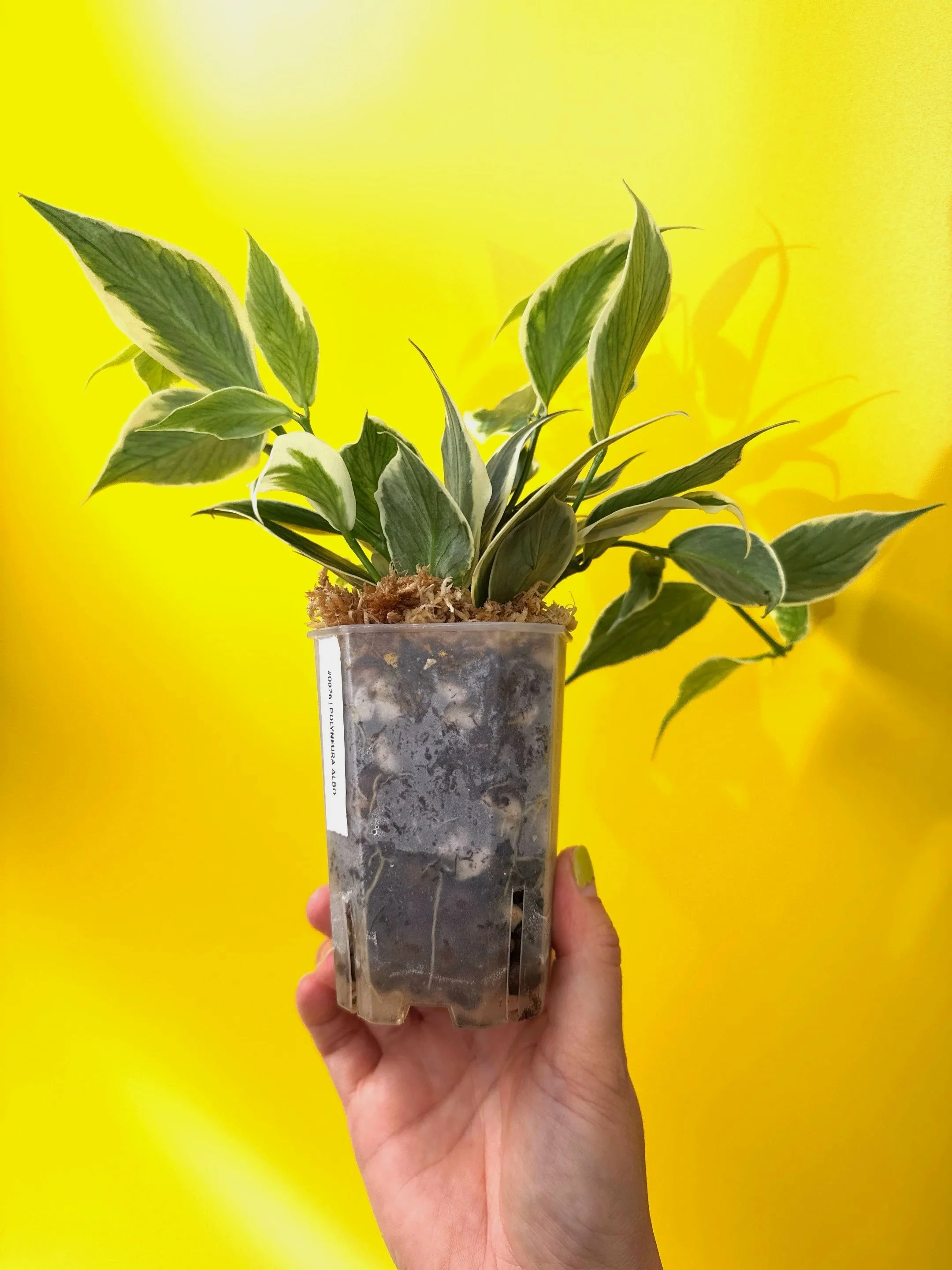 Hoya Polyneura Albomarginata | Shop Rare Hoya Houseplants in Sydney, Australia | Melty Plants E-Store, Online